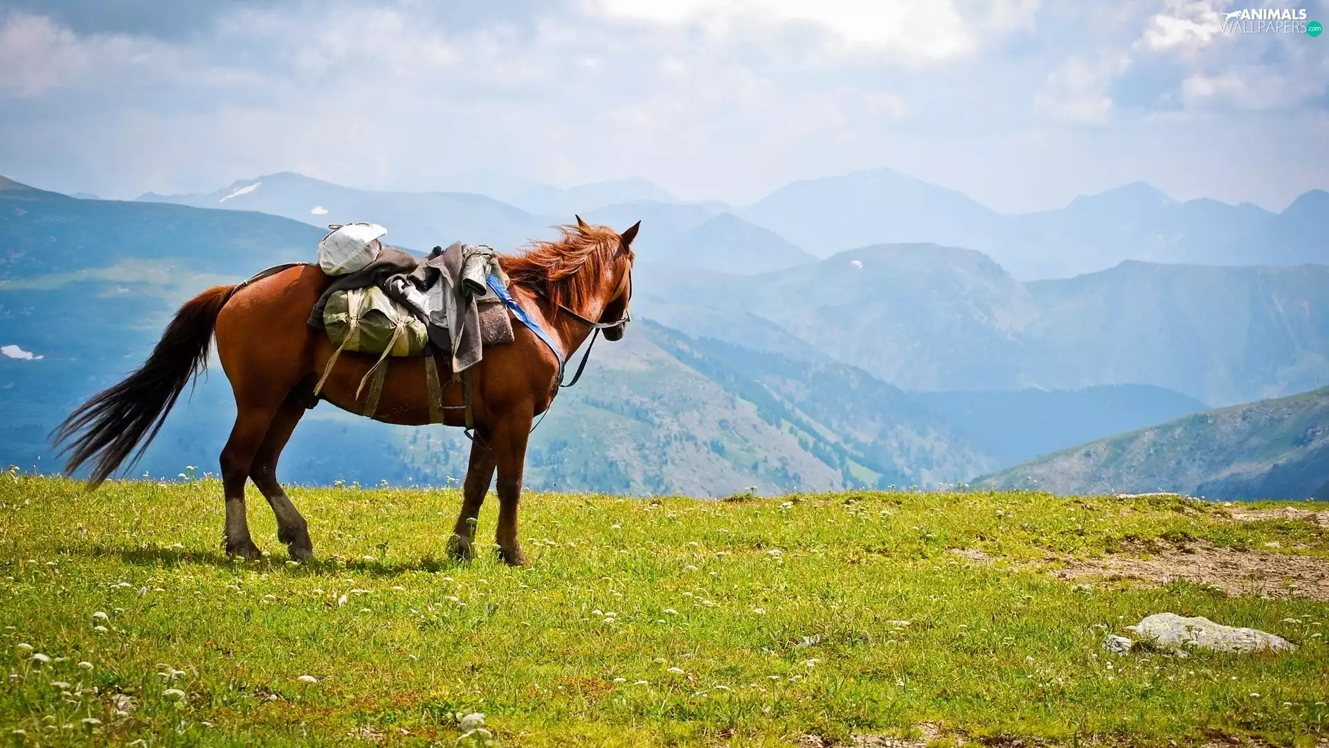 Horse, Mountains