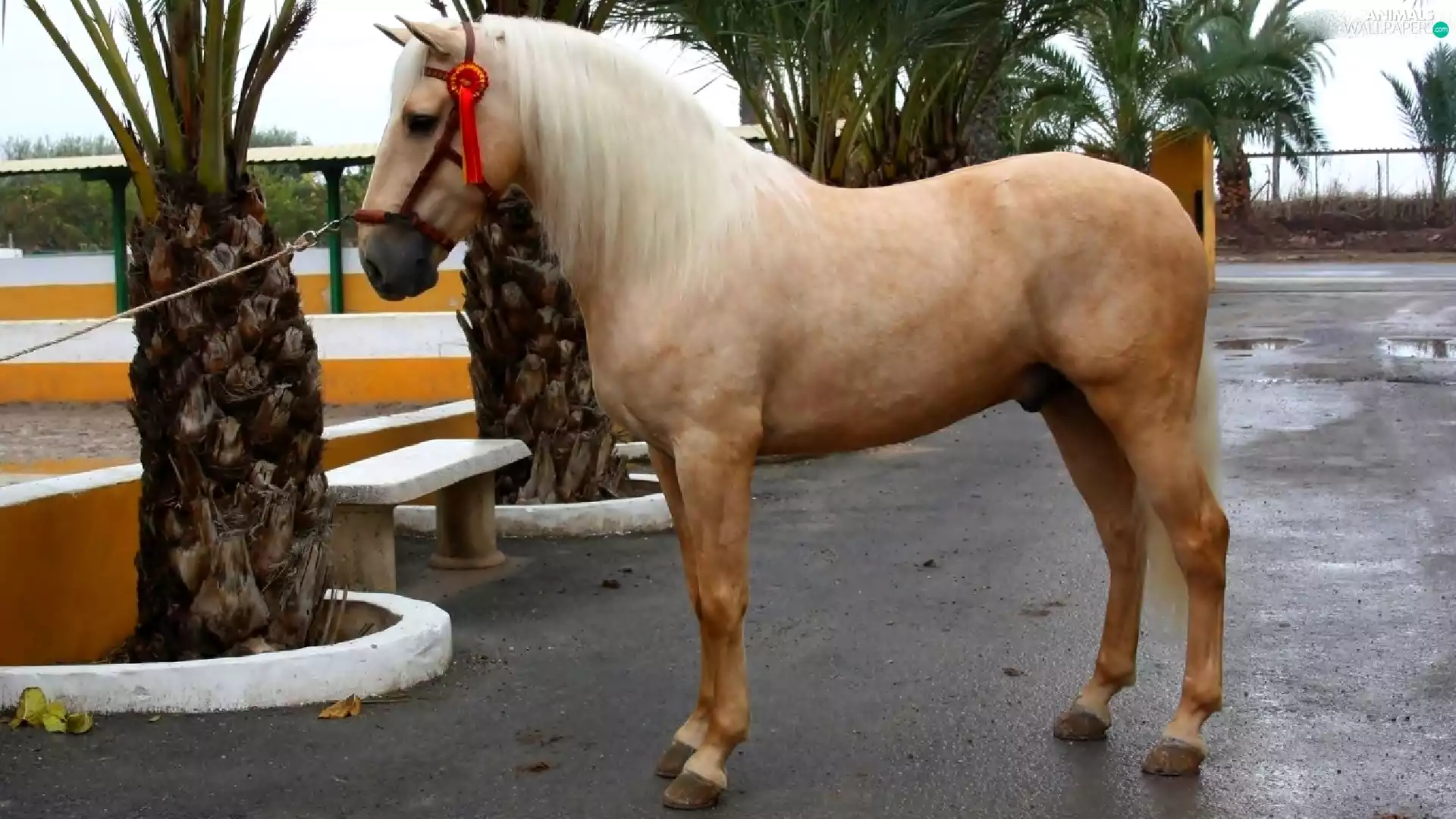 Horse, palomino