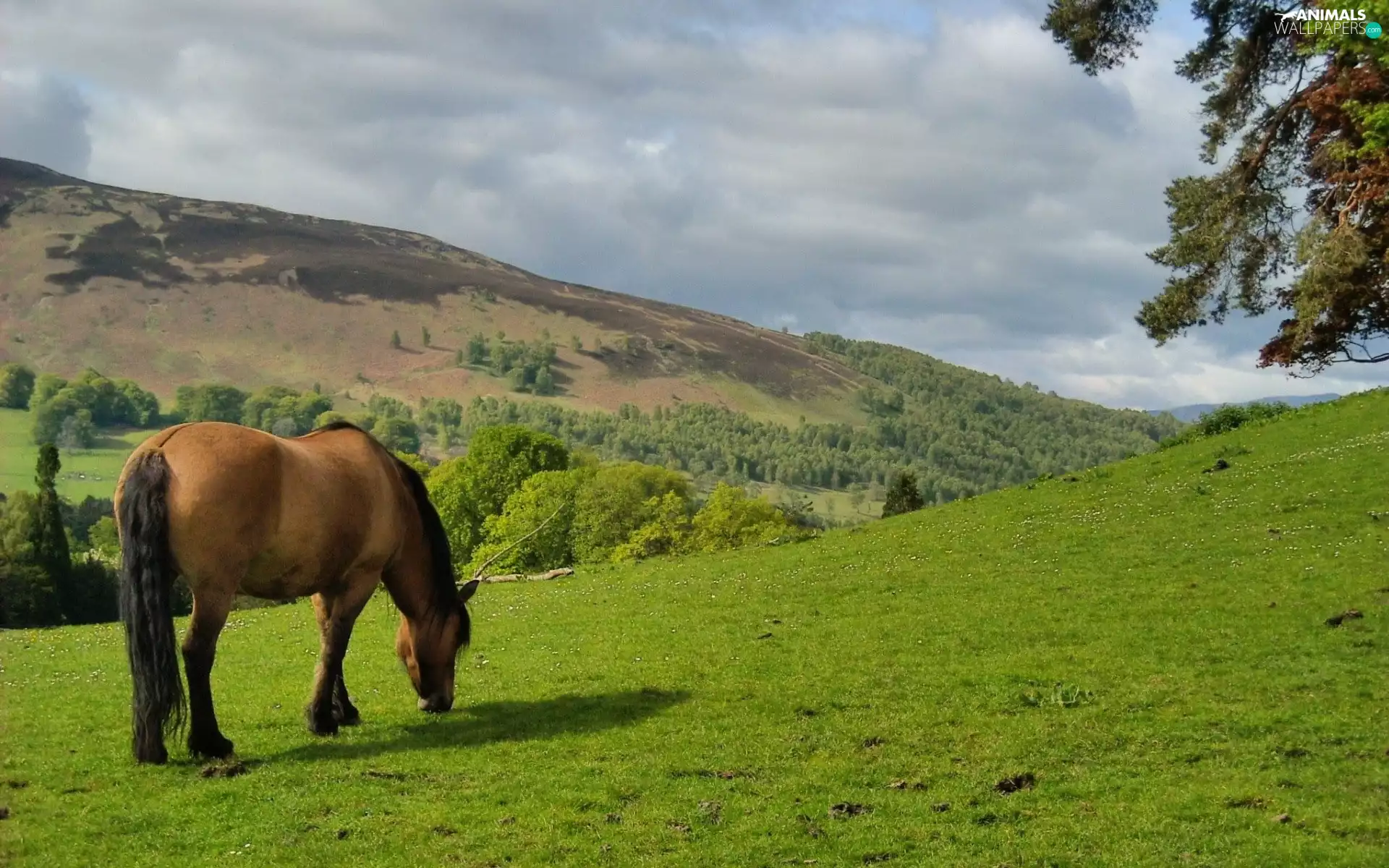Horse, pasture
