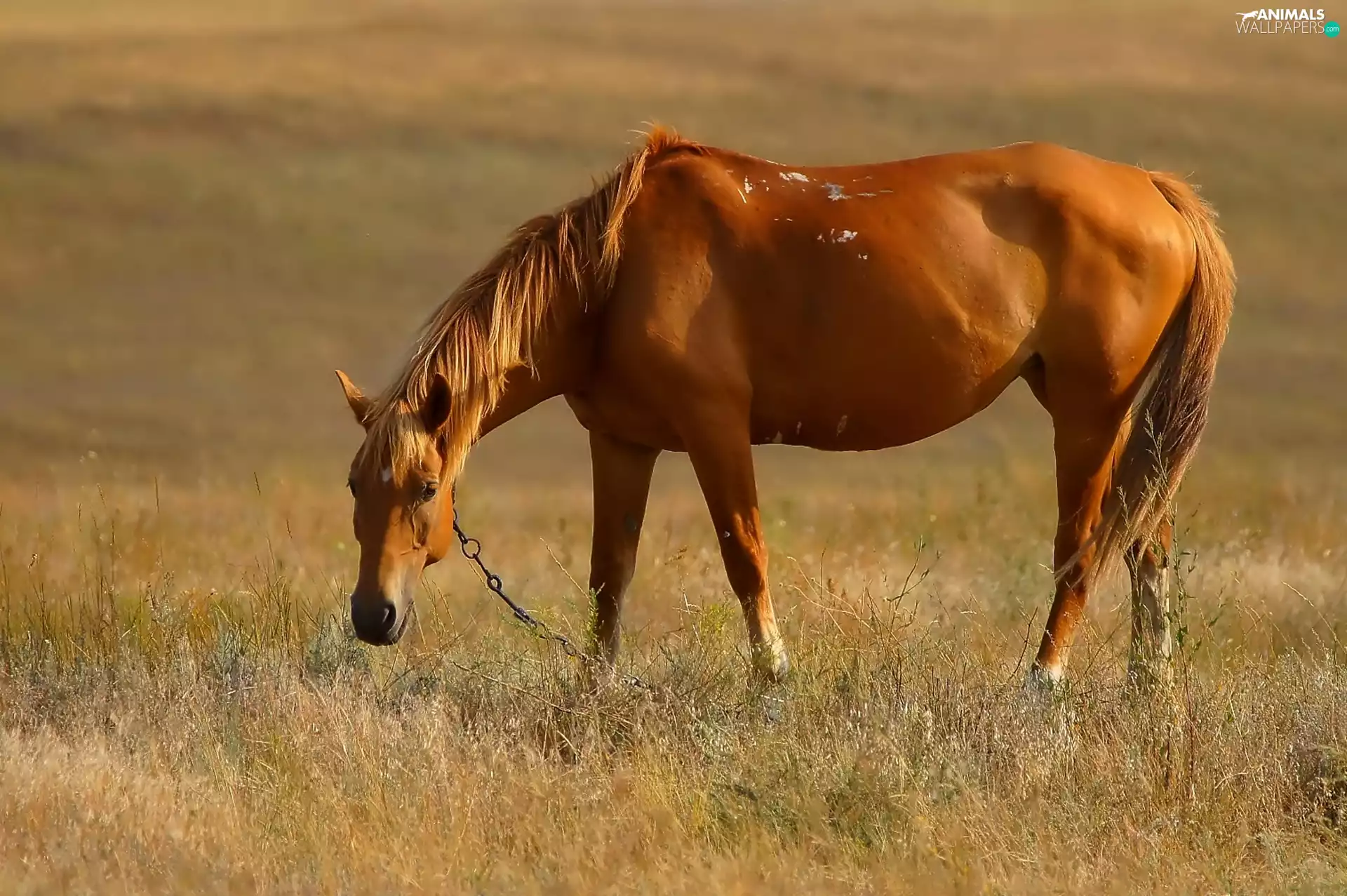 Horse, pasture