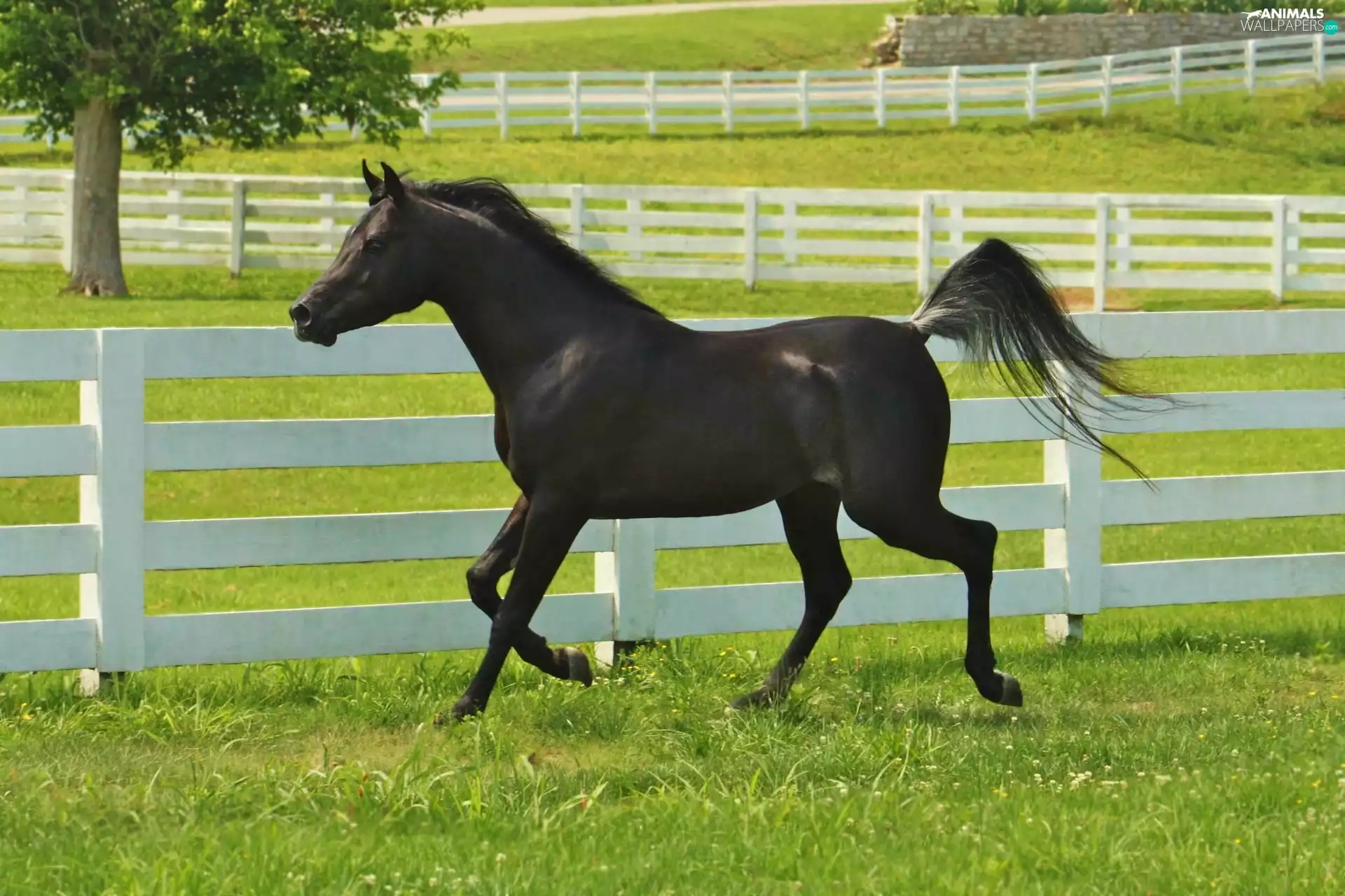 Penalties, gear, fence, Horse