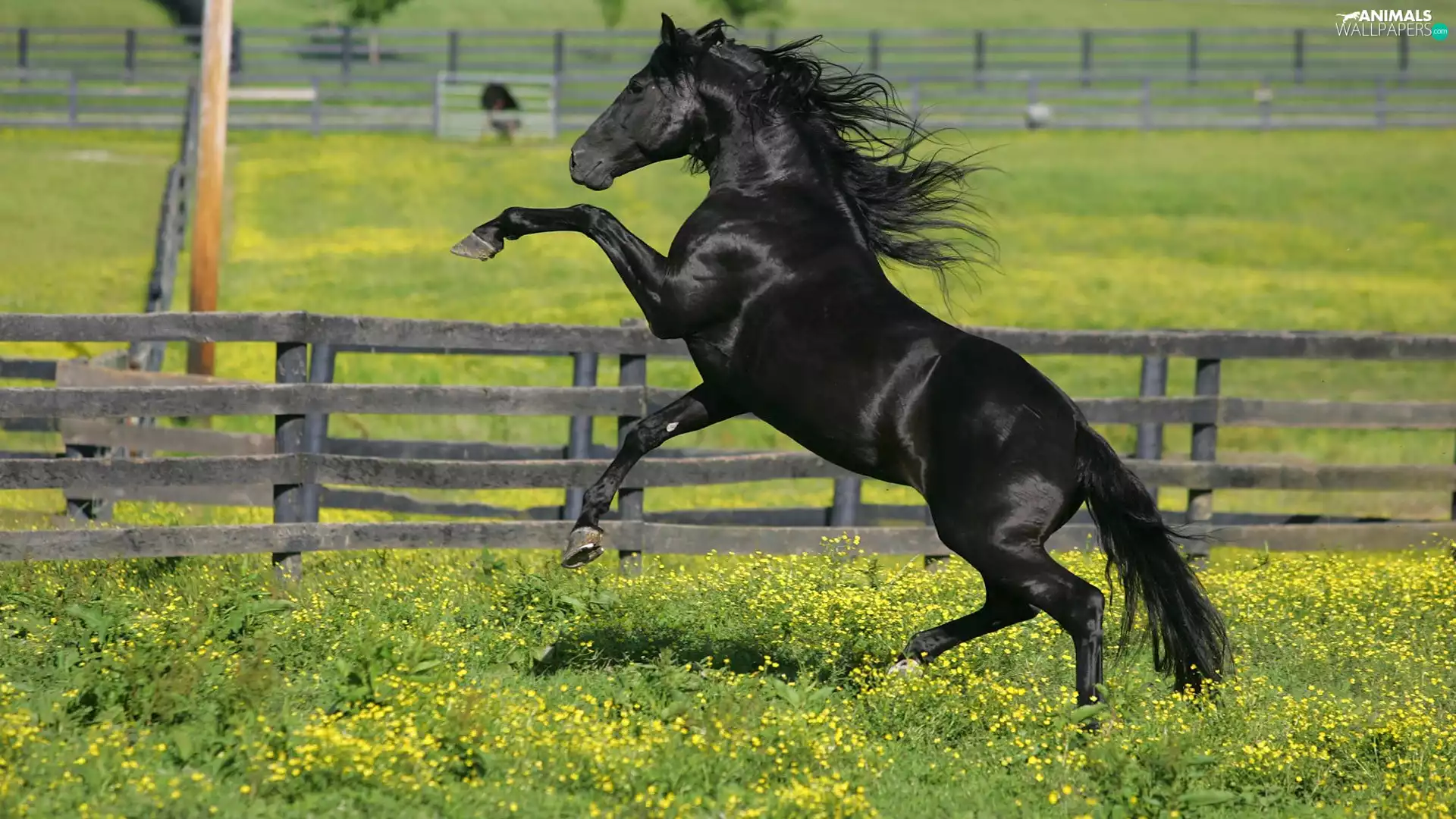 Penalties, Meadow, fence, Horse