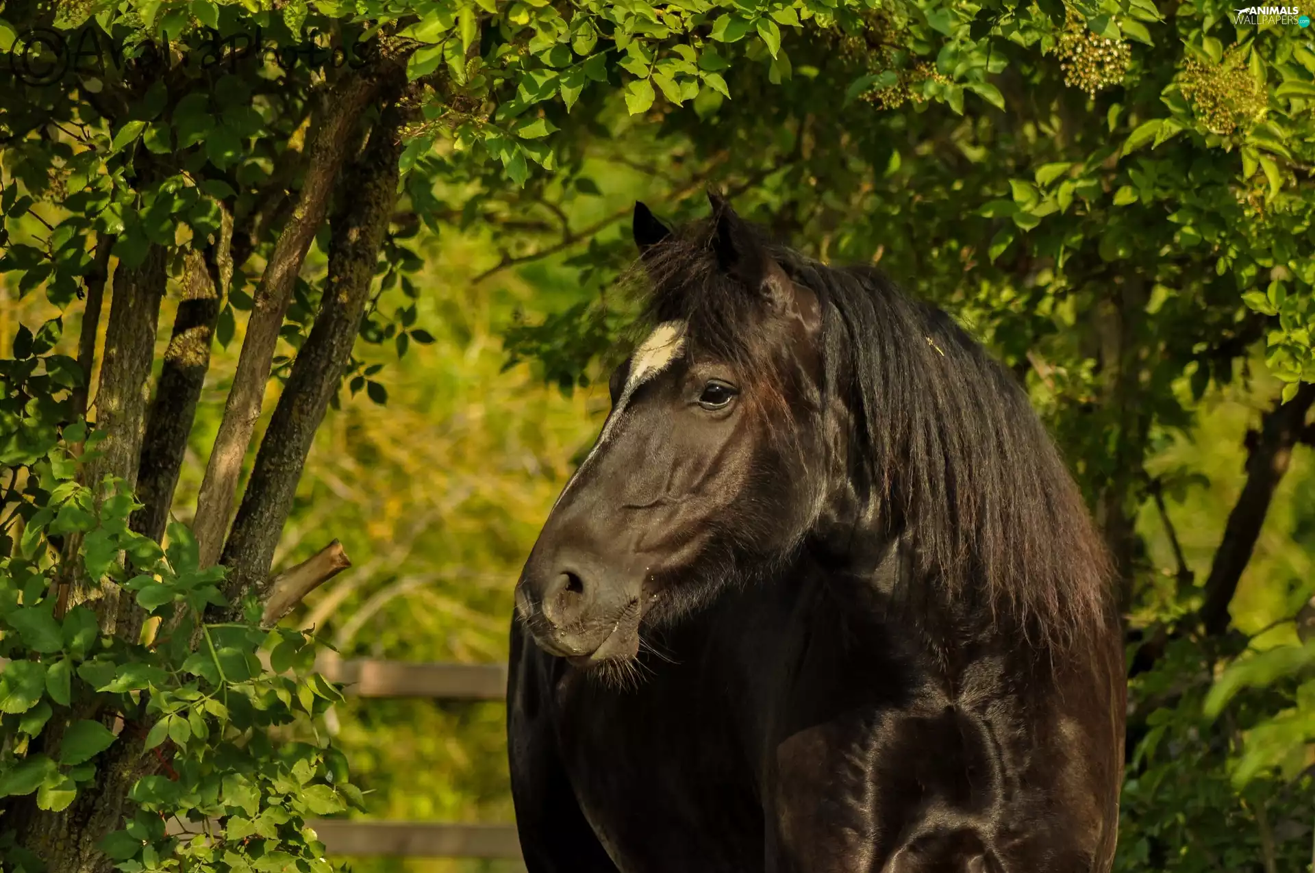 Penalties, trees, viewes, Horse