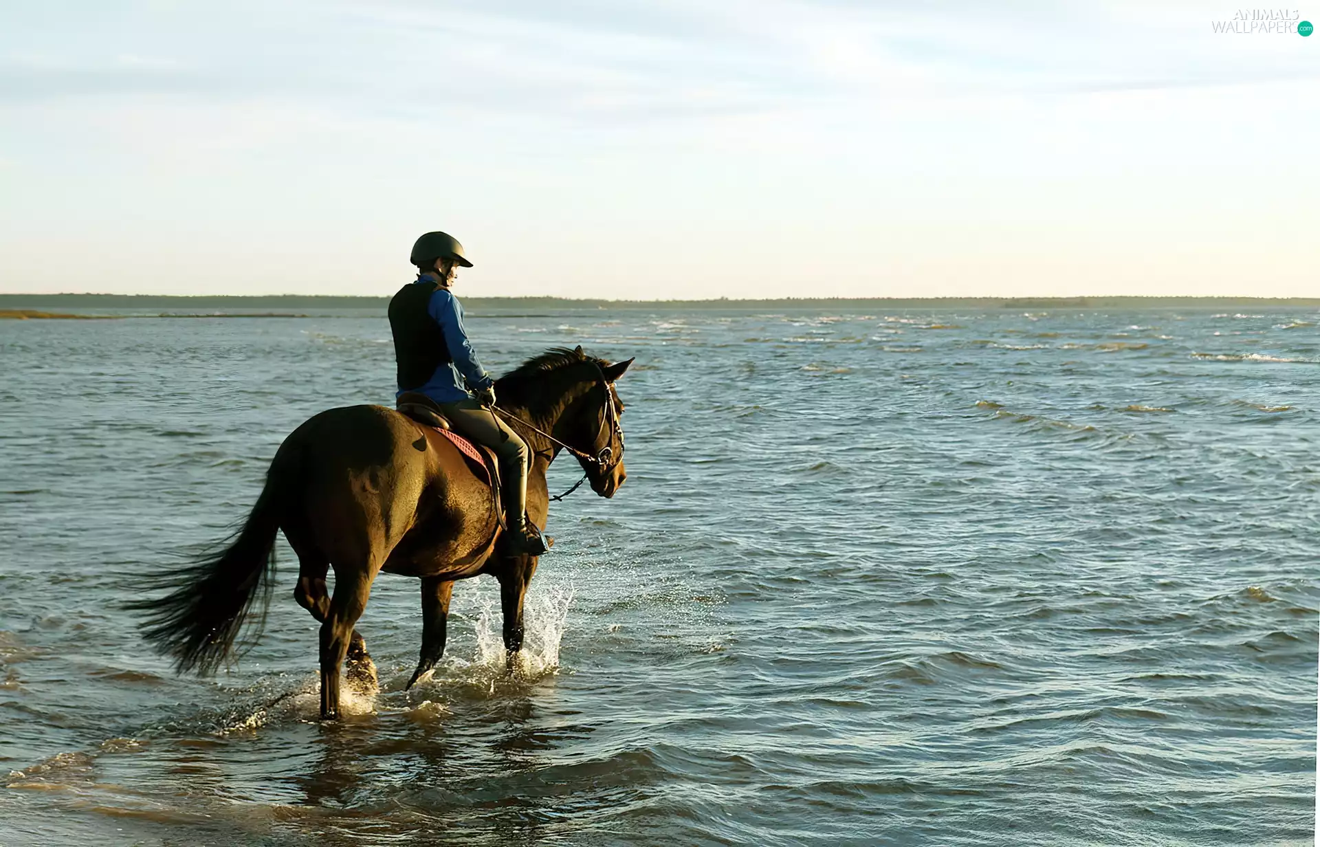 sea, a man, Horse