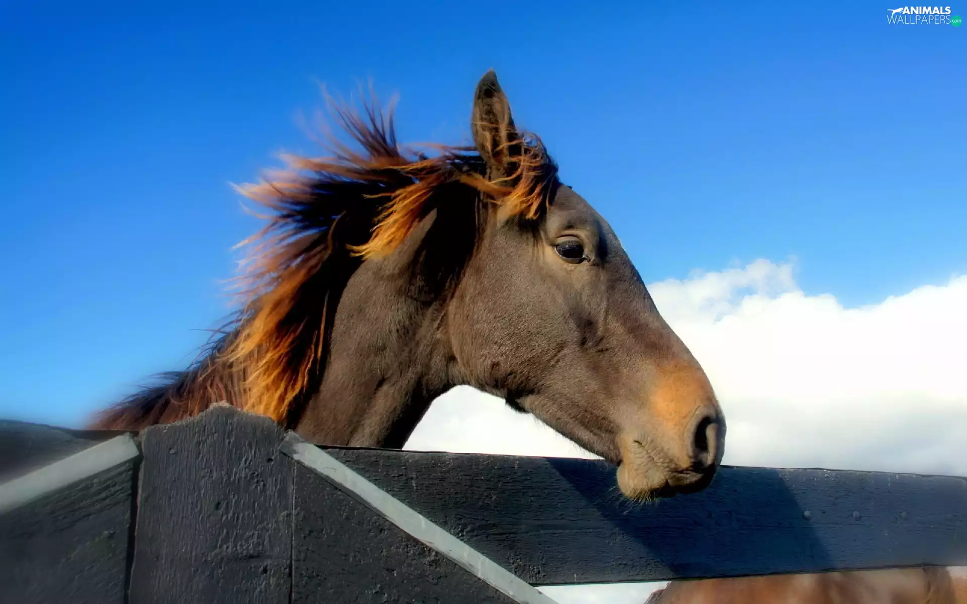 Horse, Sky