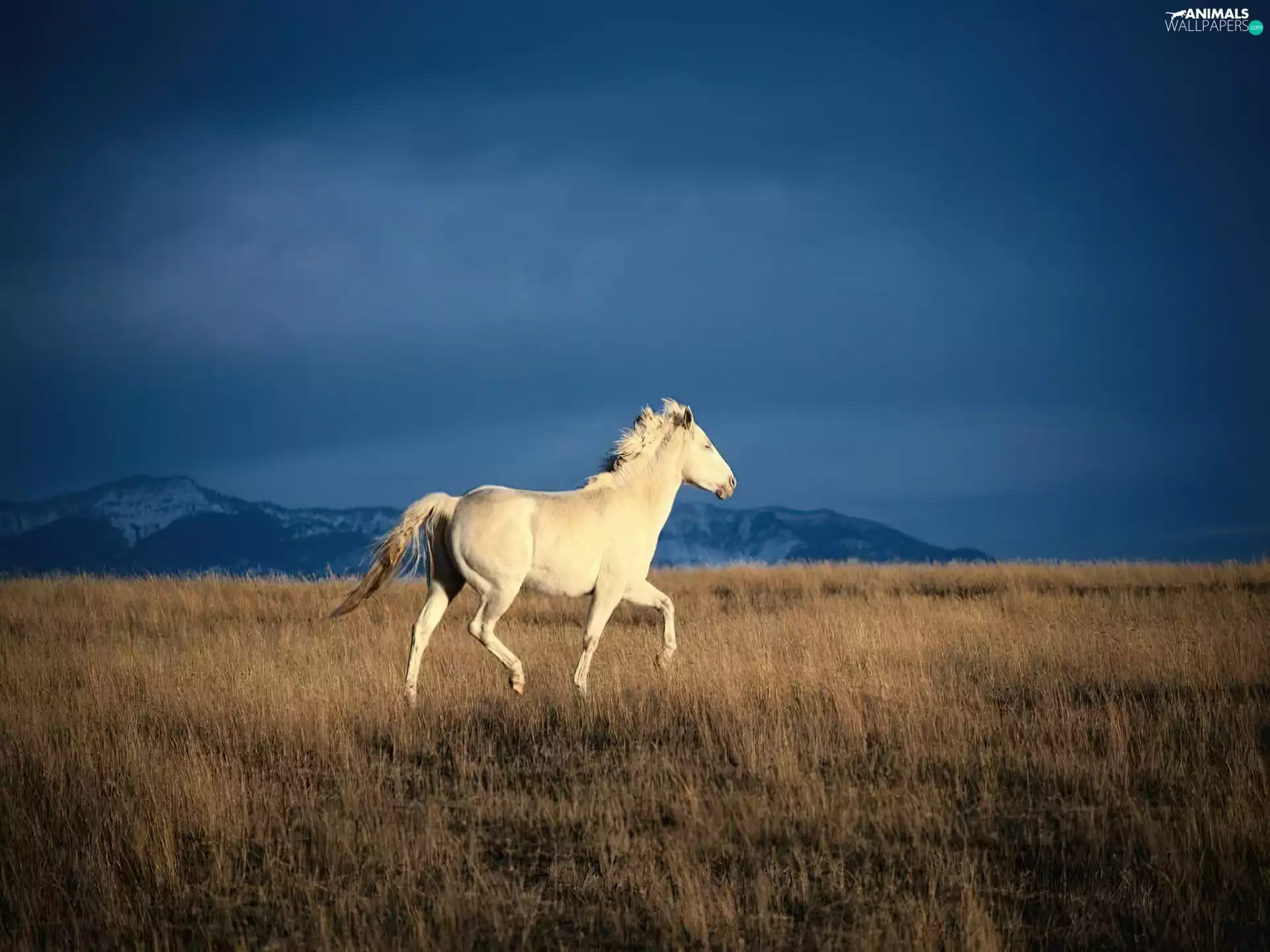 Horse, steppe