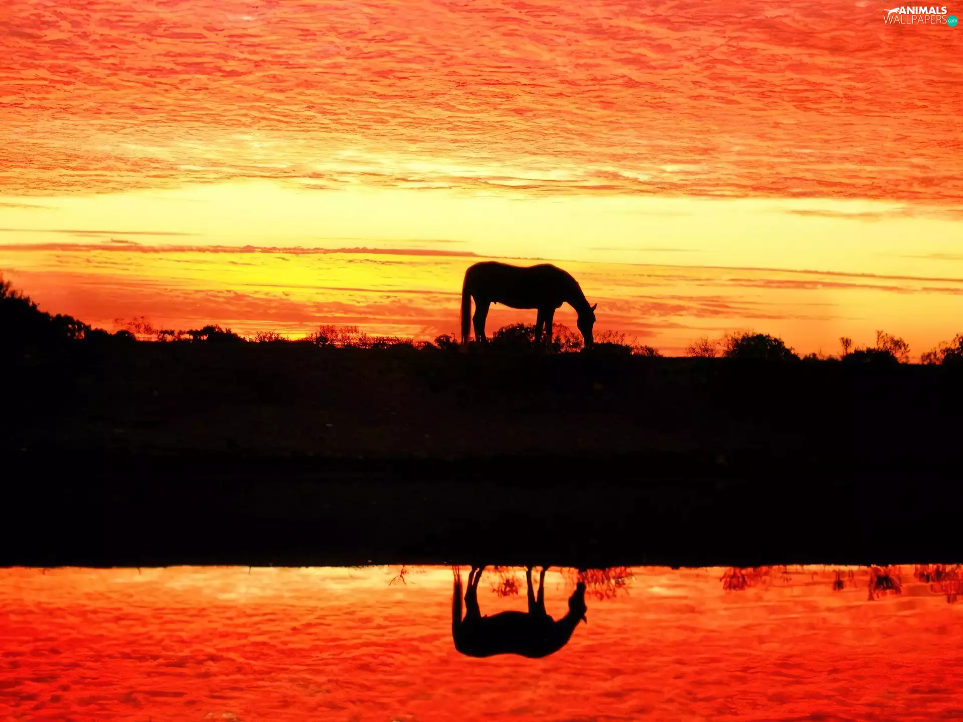 Horse, Great Sunsets