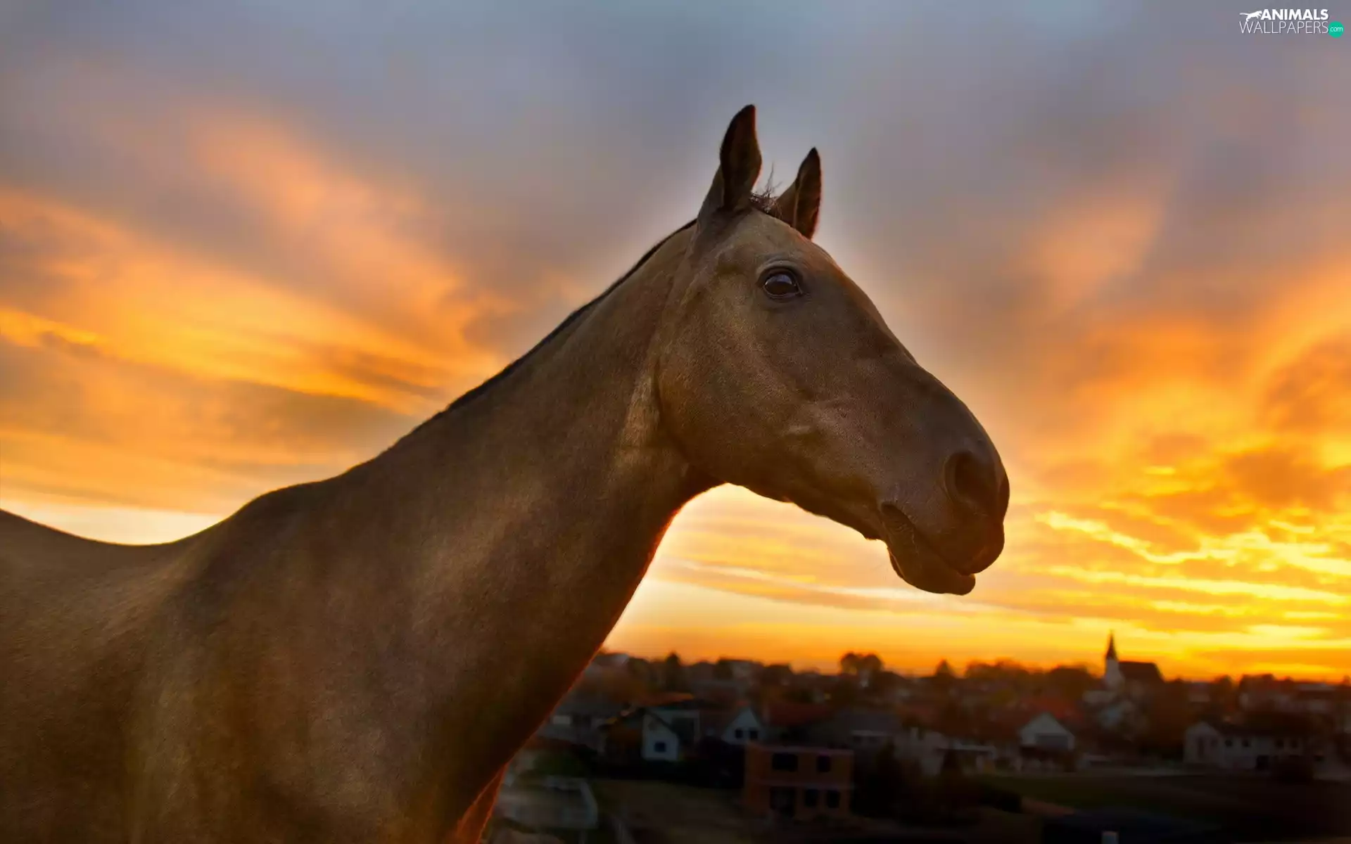 Horse, Great Sunsets