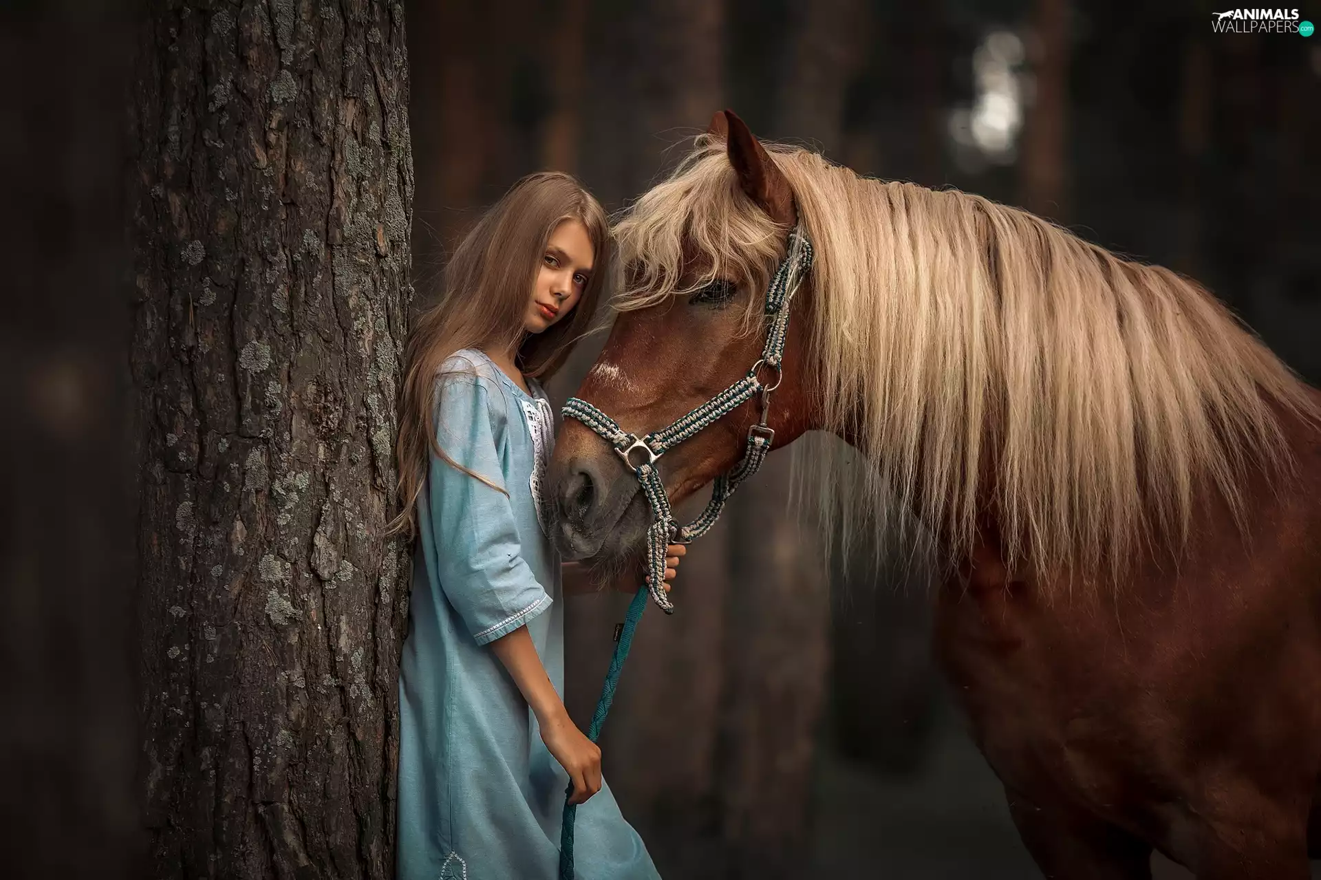 girl, Horse, trees, light brown