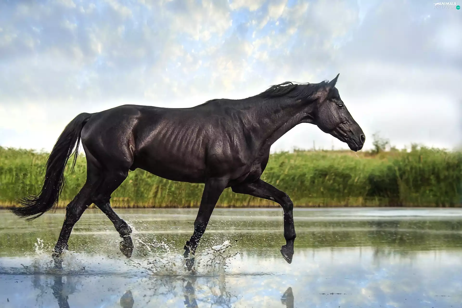Horse, water