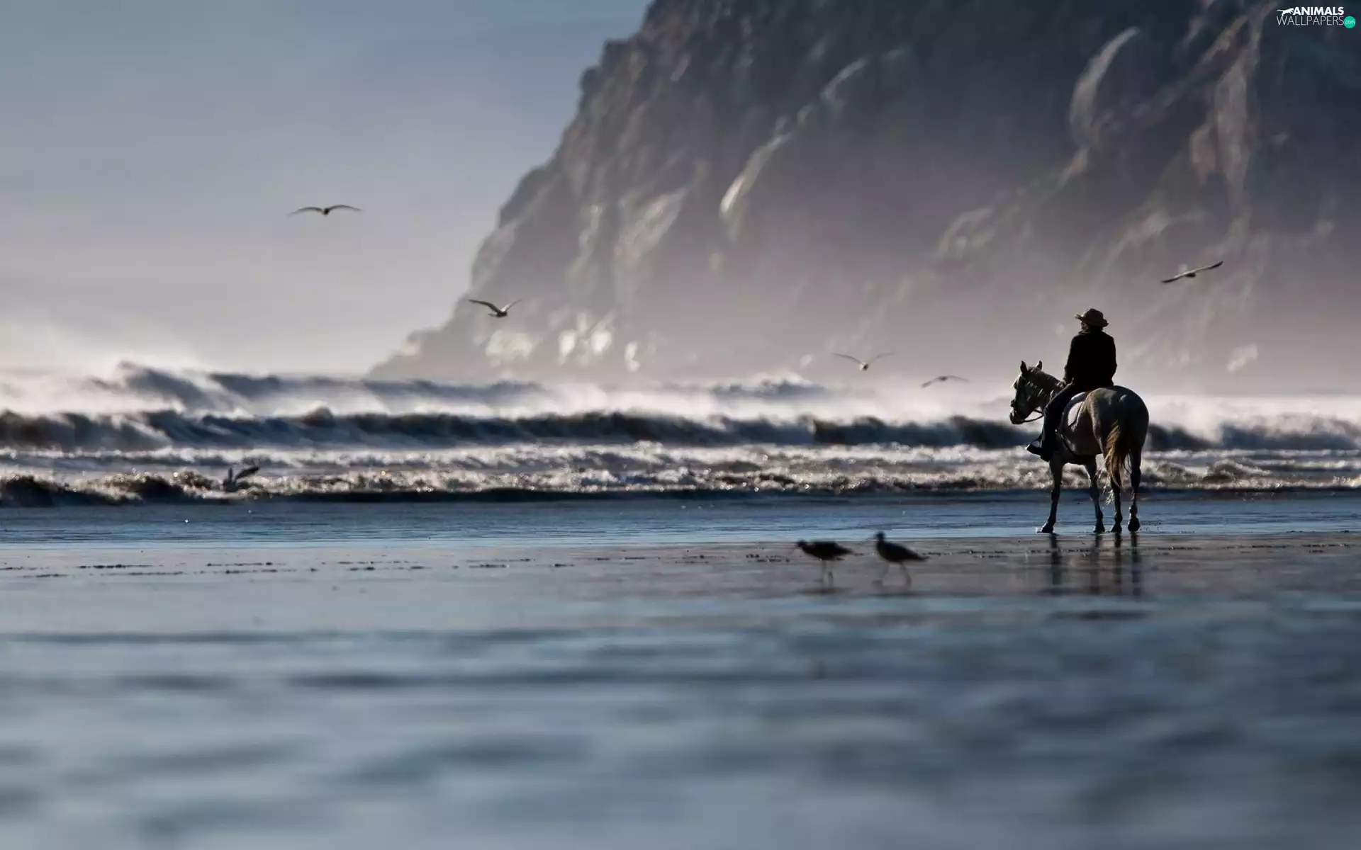 rider, Horse, Waves, Human, sea