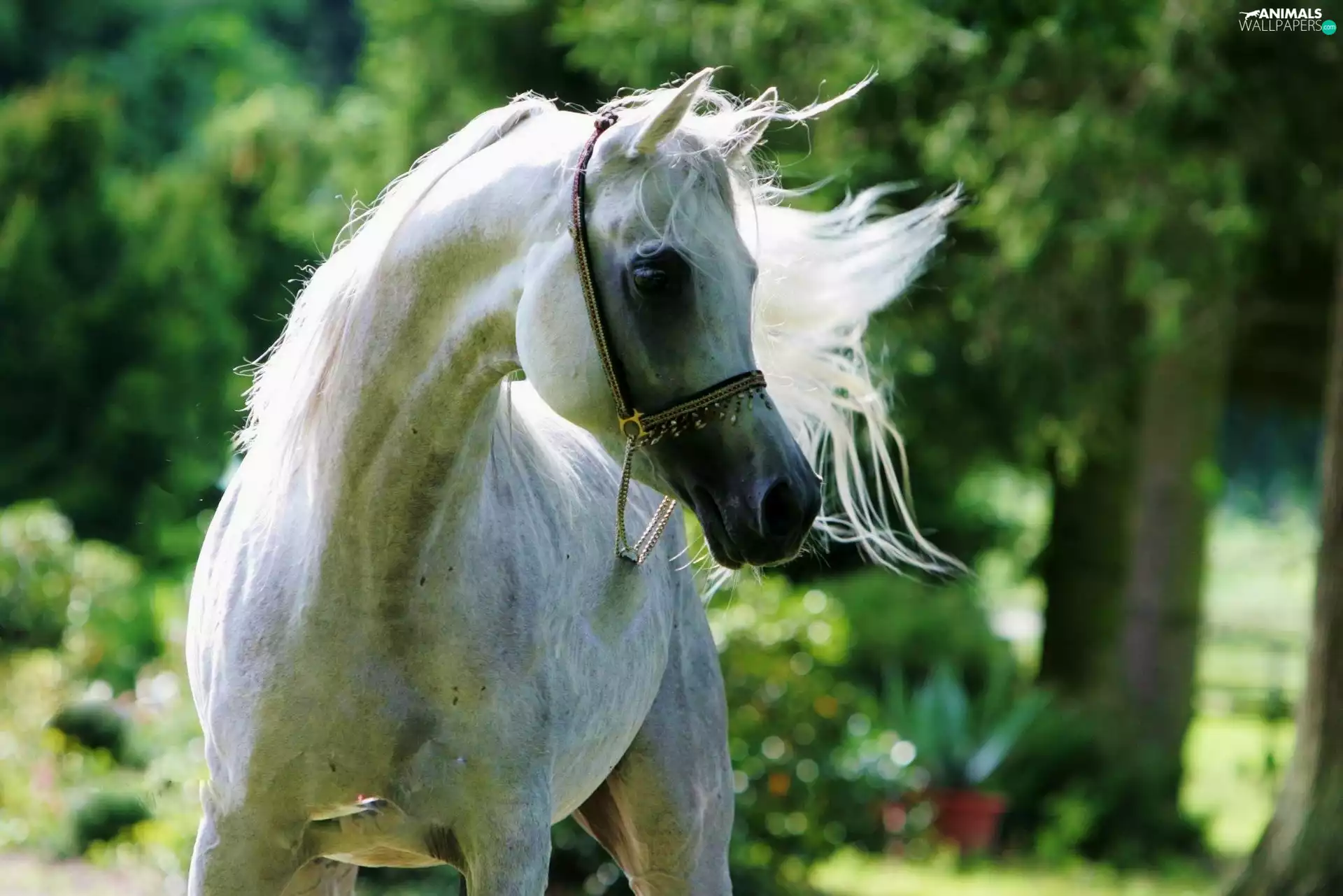 White, breed, Arab, Horse