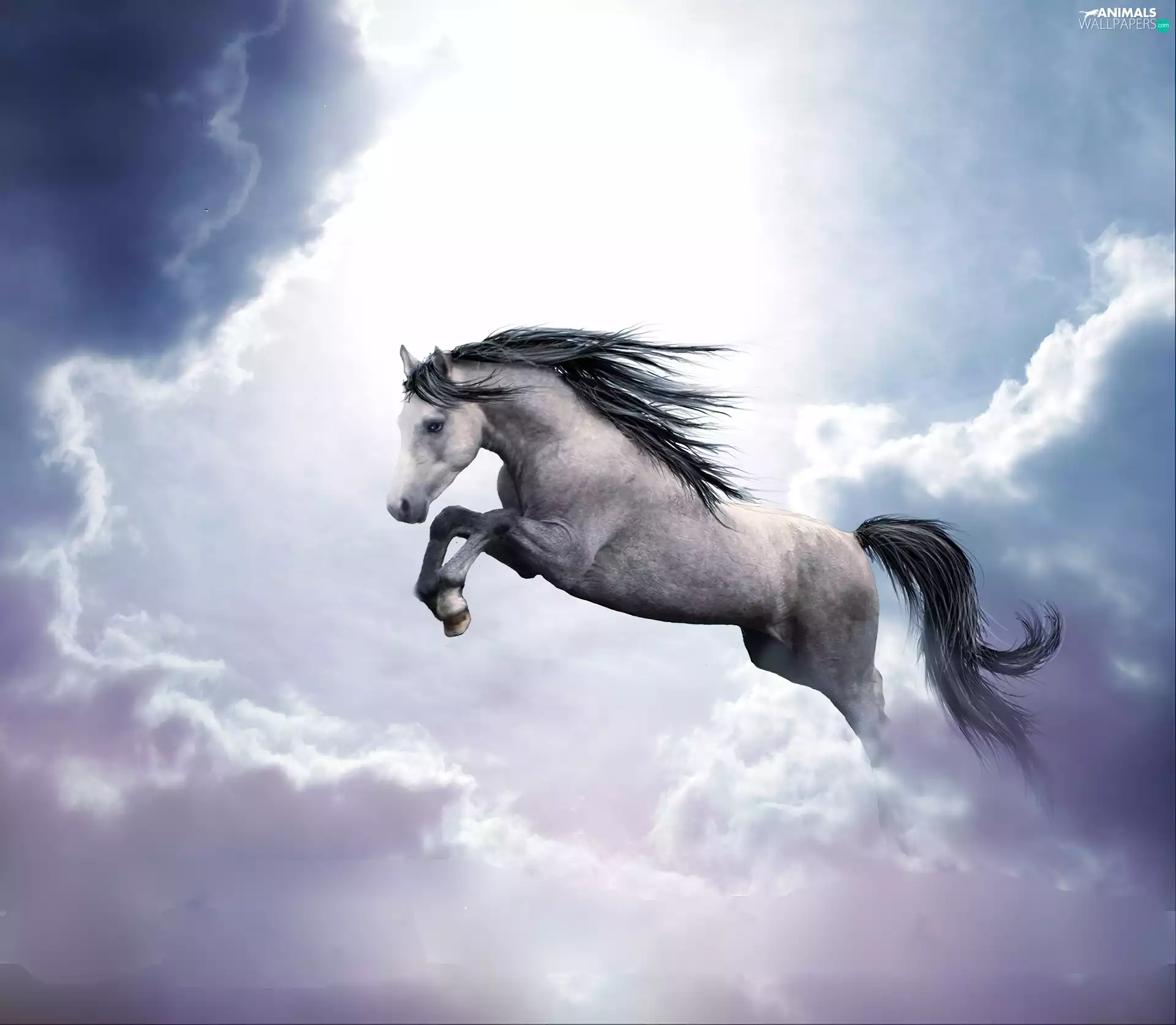 Horse, clouds, White