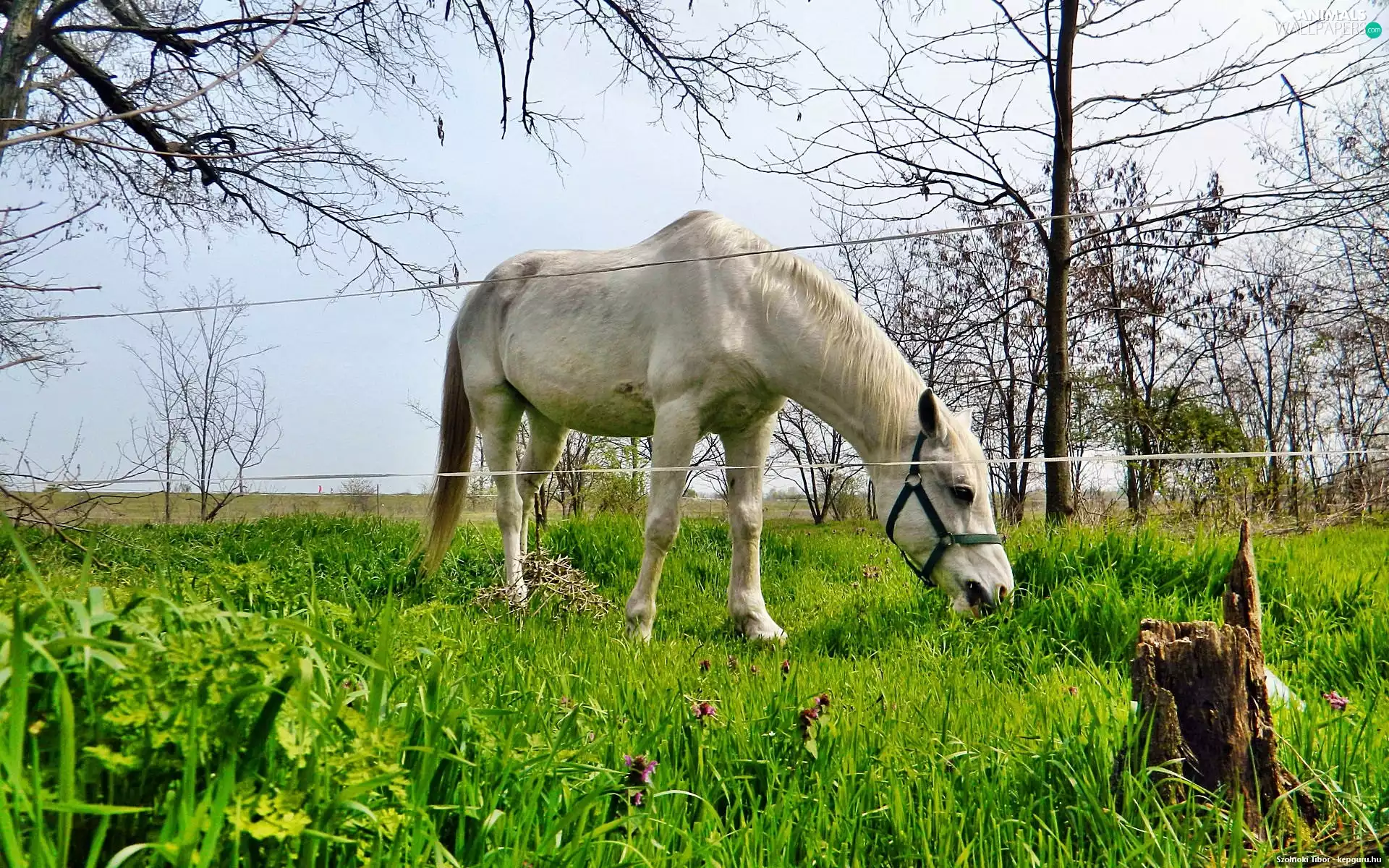 White, Meadow, fence, Horse