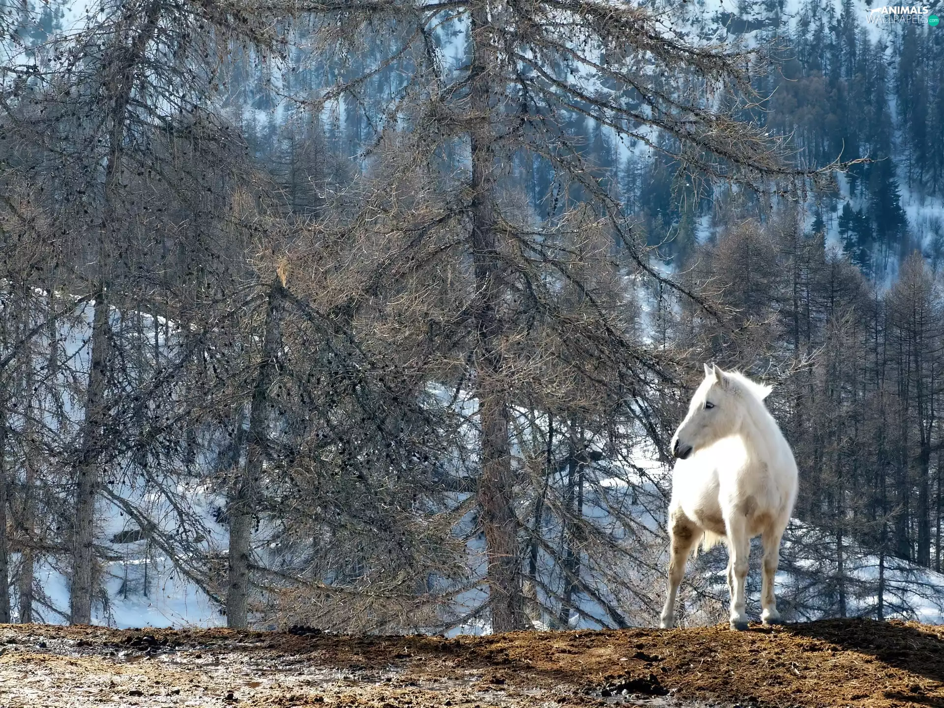 Horse, forest, White