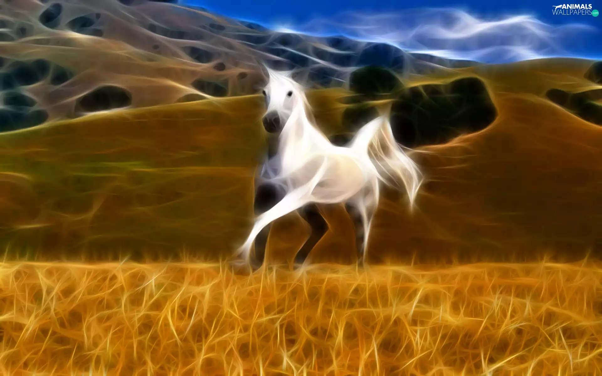 White, Meadow, graphics, Horse