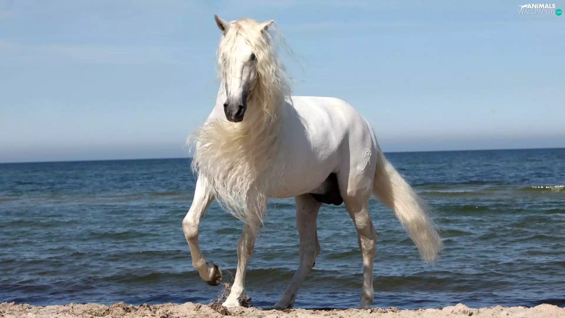 White, mane, sea, Horse