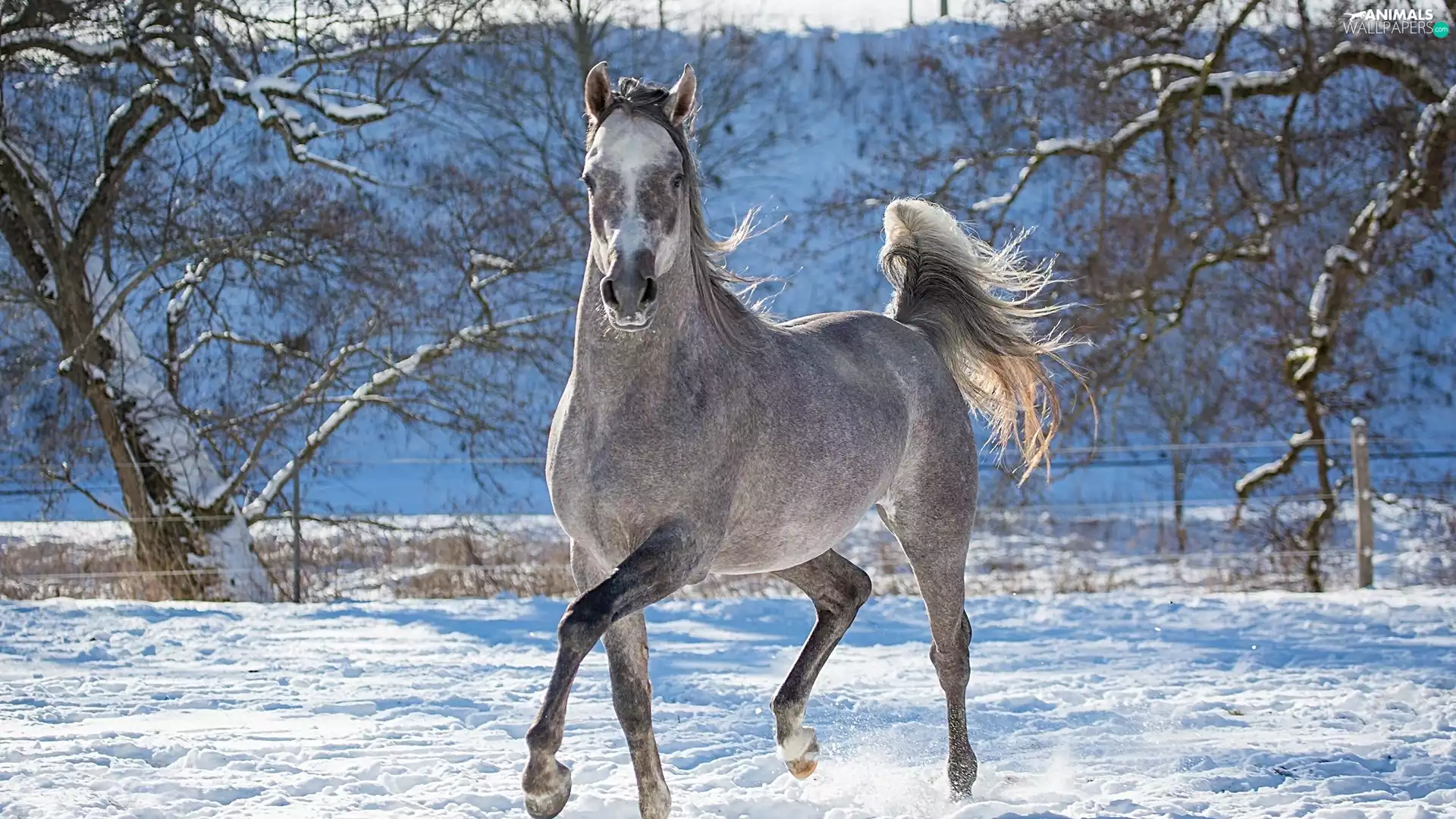 winter, grizzle, gear, Horse