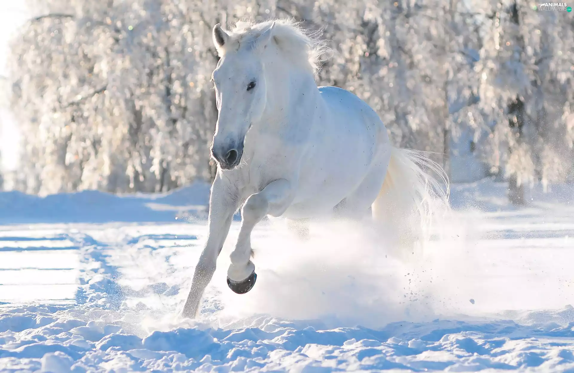 White, Horse, winter, forest, snow