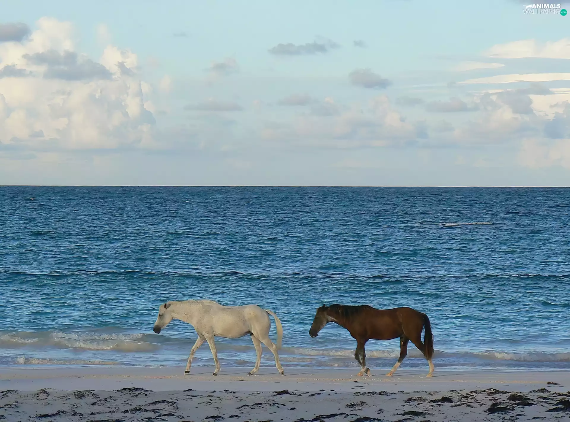 sea, Two cars, horses