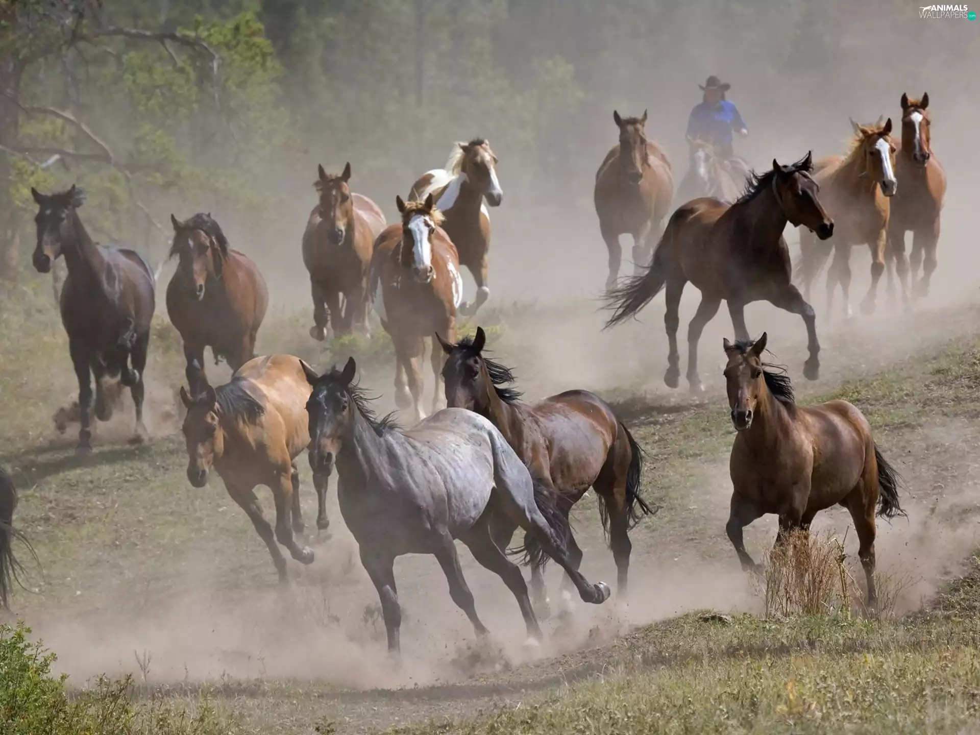 horses, herd, speeding