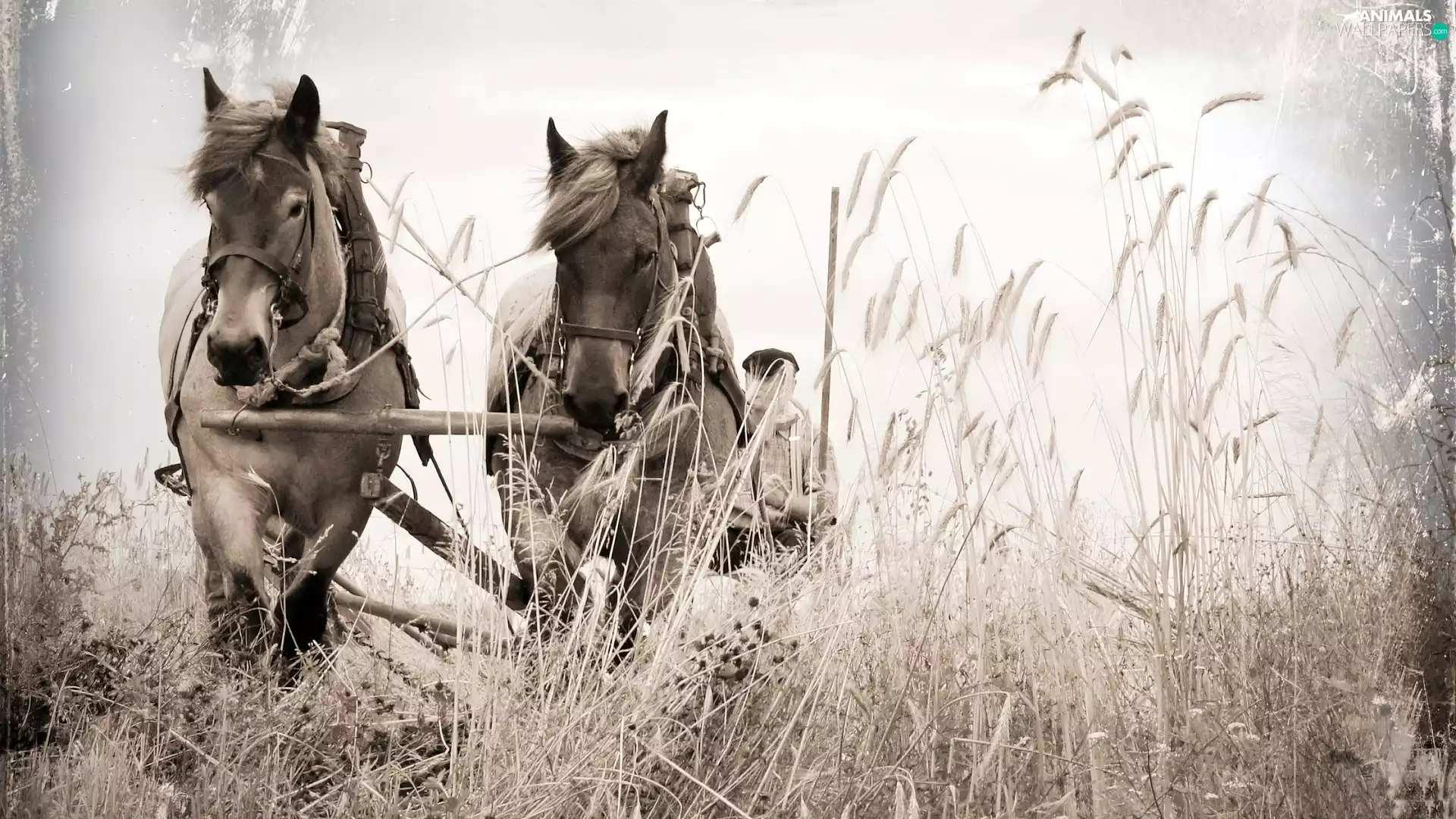 Steam, Meadow, team, horses