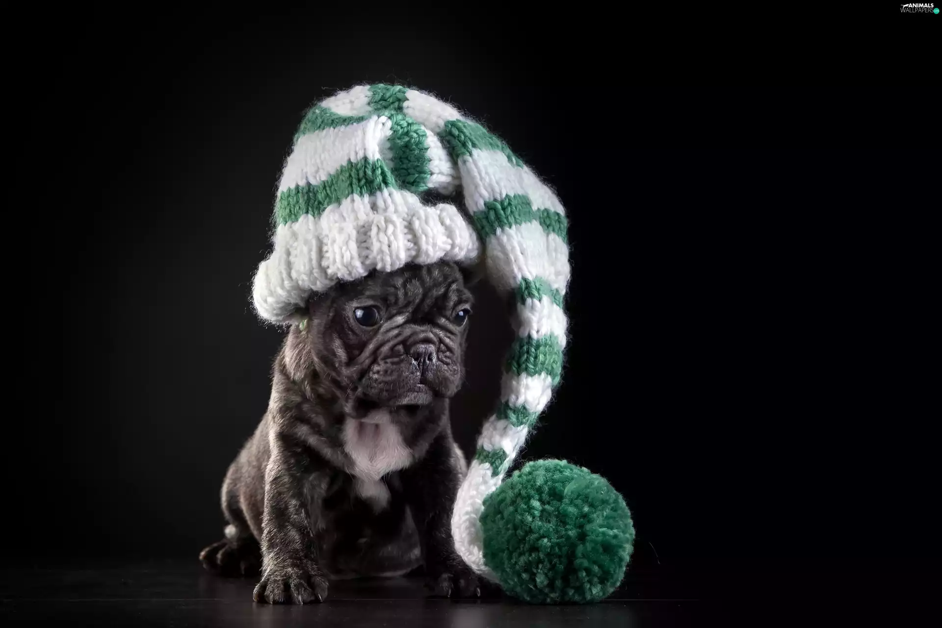 Winter, French Bulldog, Pompon, Puppy, dog, Hat, hosiery