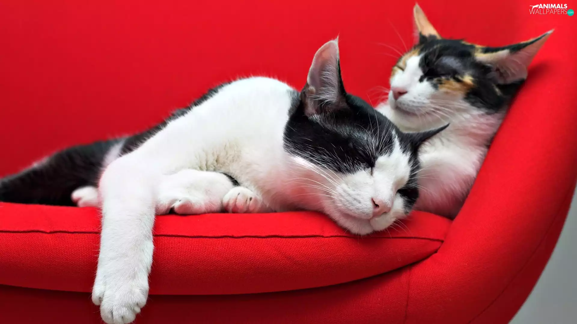 Two cars, red hot, Sofa, cats