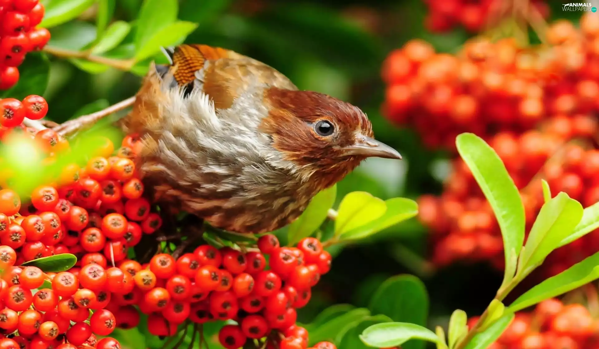 Plant, Bird, red hot