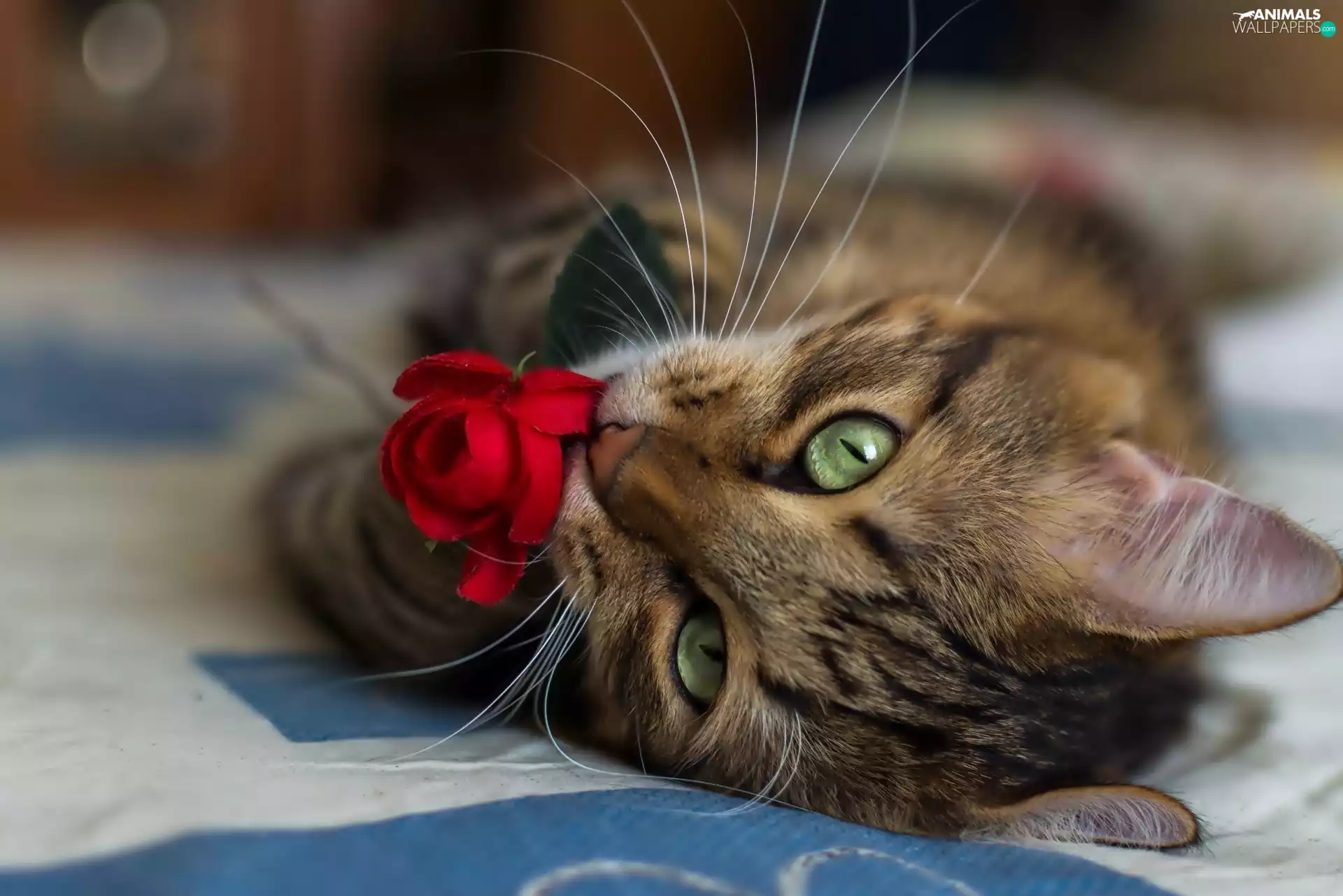 rose, kitten, red hot