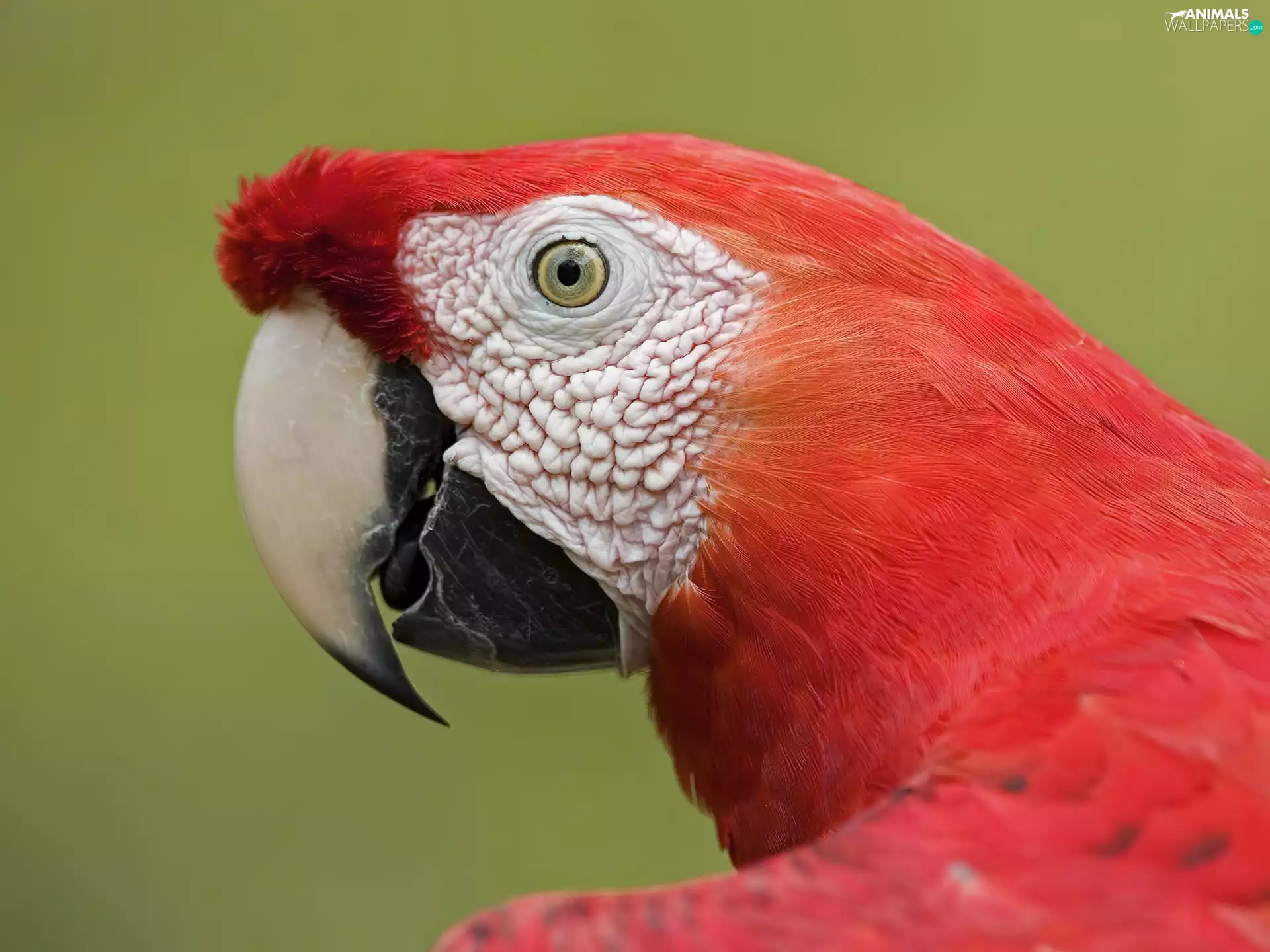red hot, sharp, nose, parrot