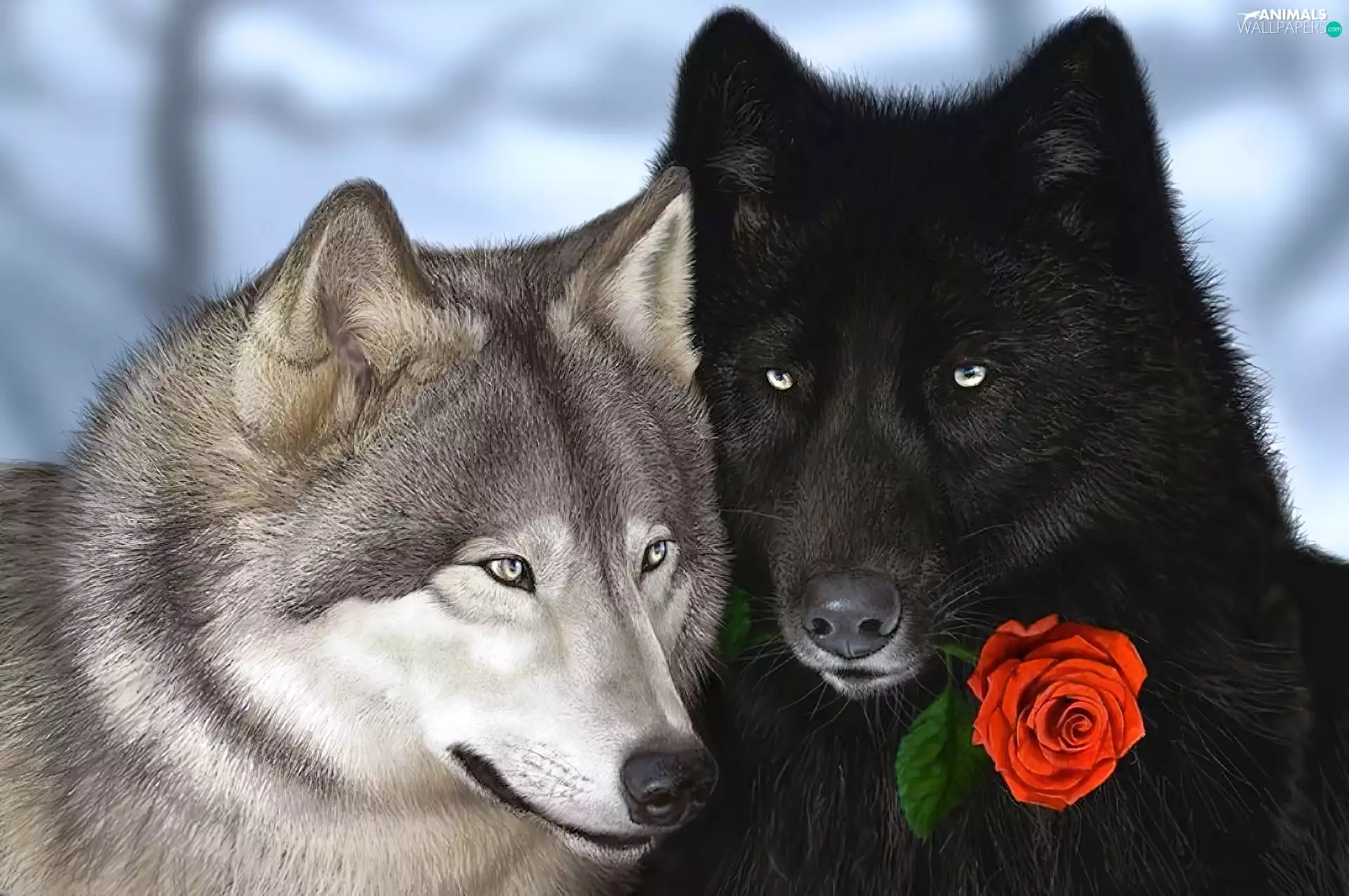 Two cars, red hot, rose, wolves
