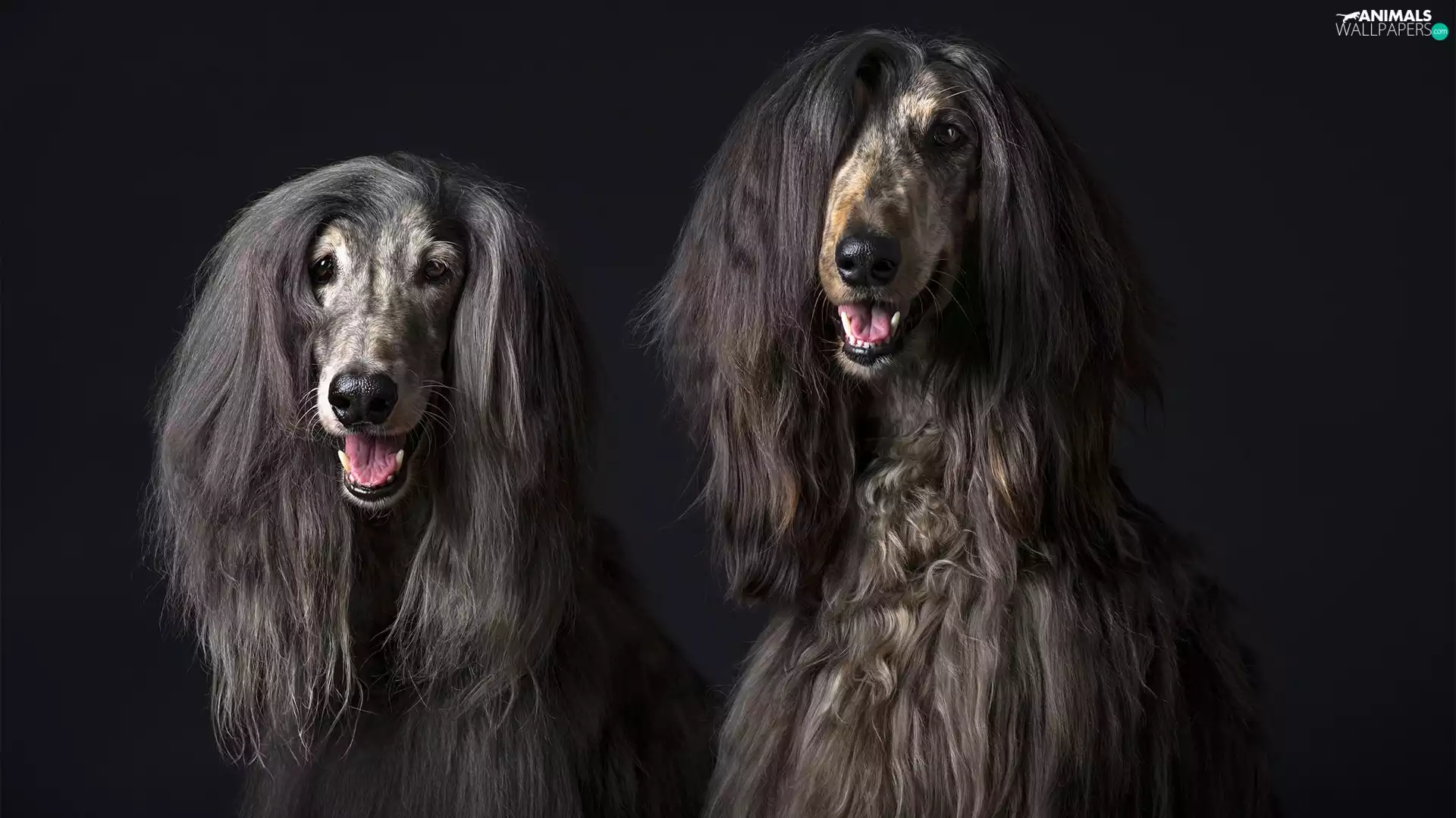 Afghan Hounds, Black, background, portrait