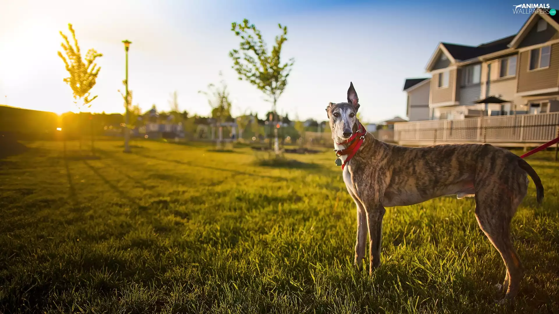 house, dog, grass
