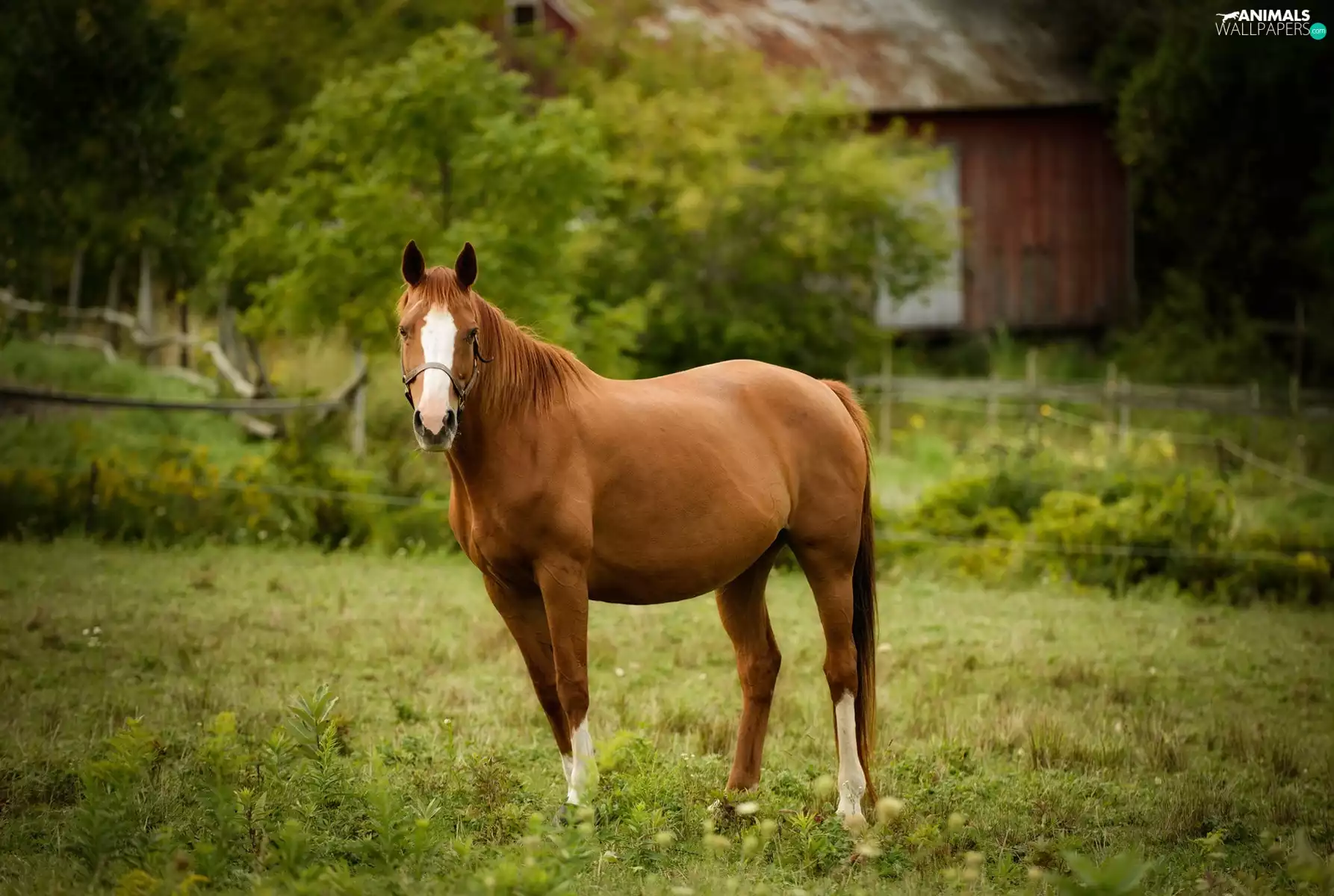 viewes, house, grass, trees, Horse