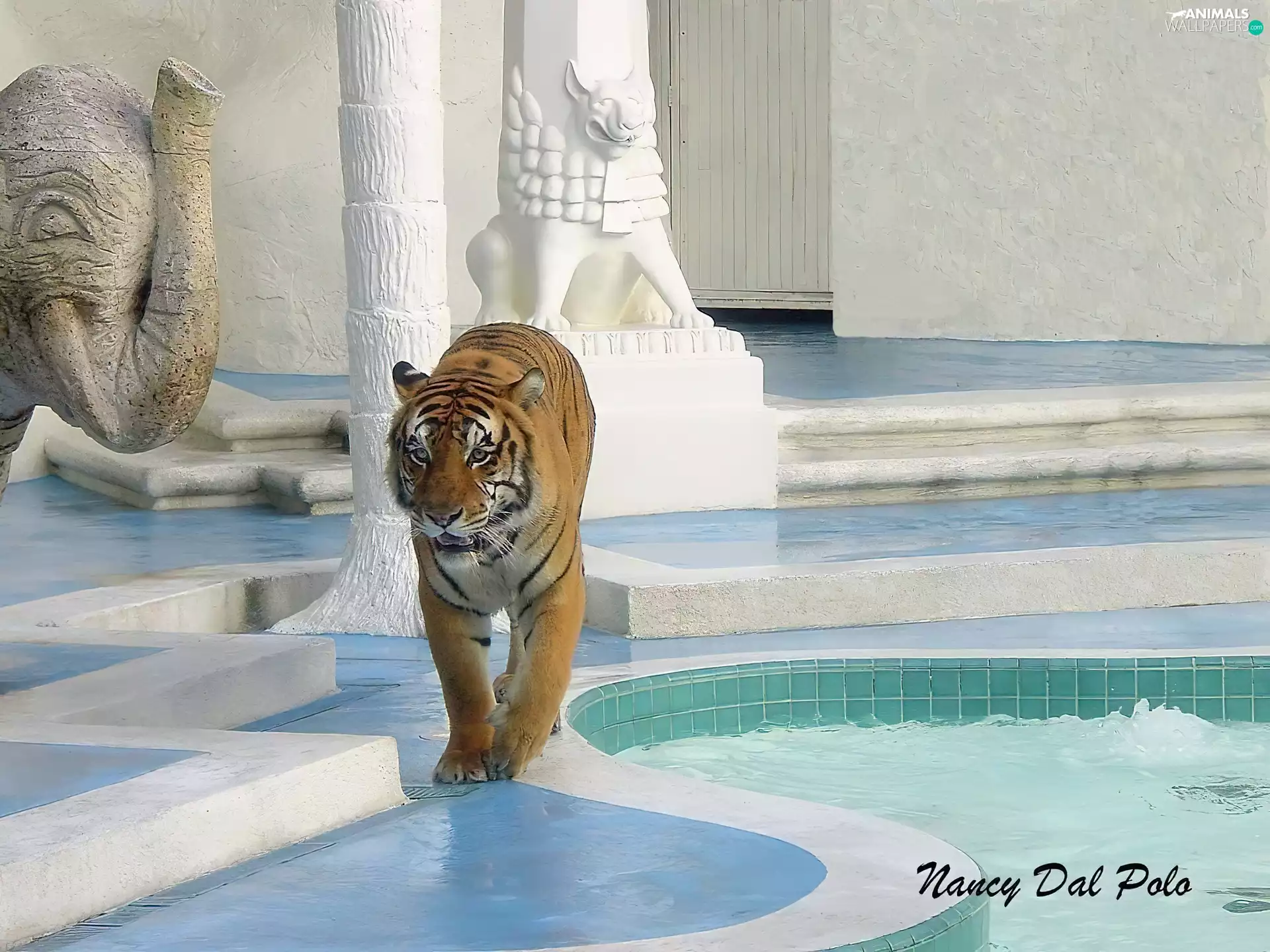 house, tiger, Pool