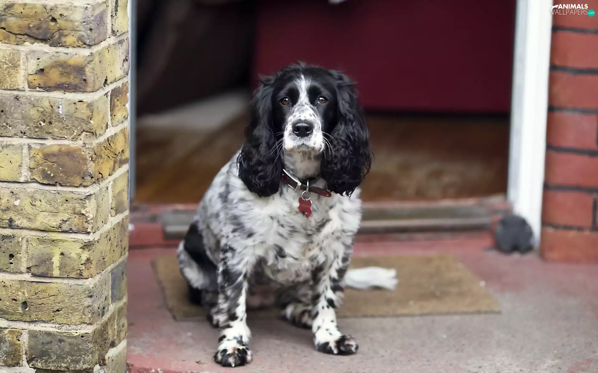 front, house, Spaniel, English, Cocker
