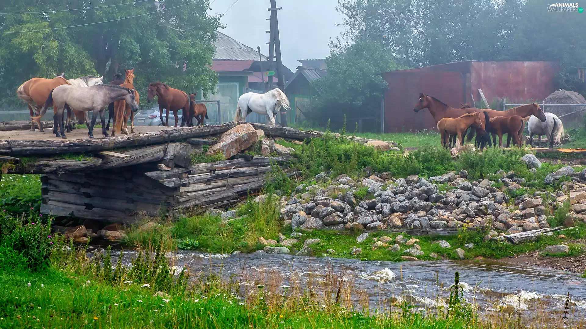 bridges, bloodstock, grass, Houses, River, Stones