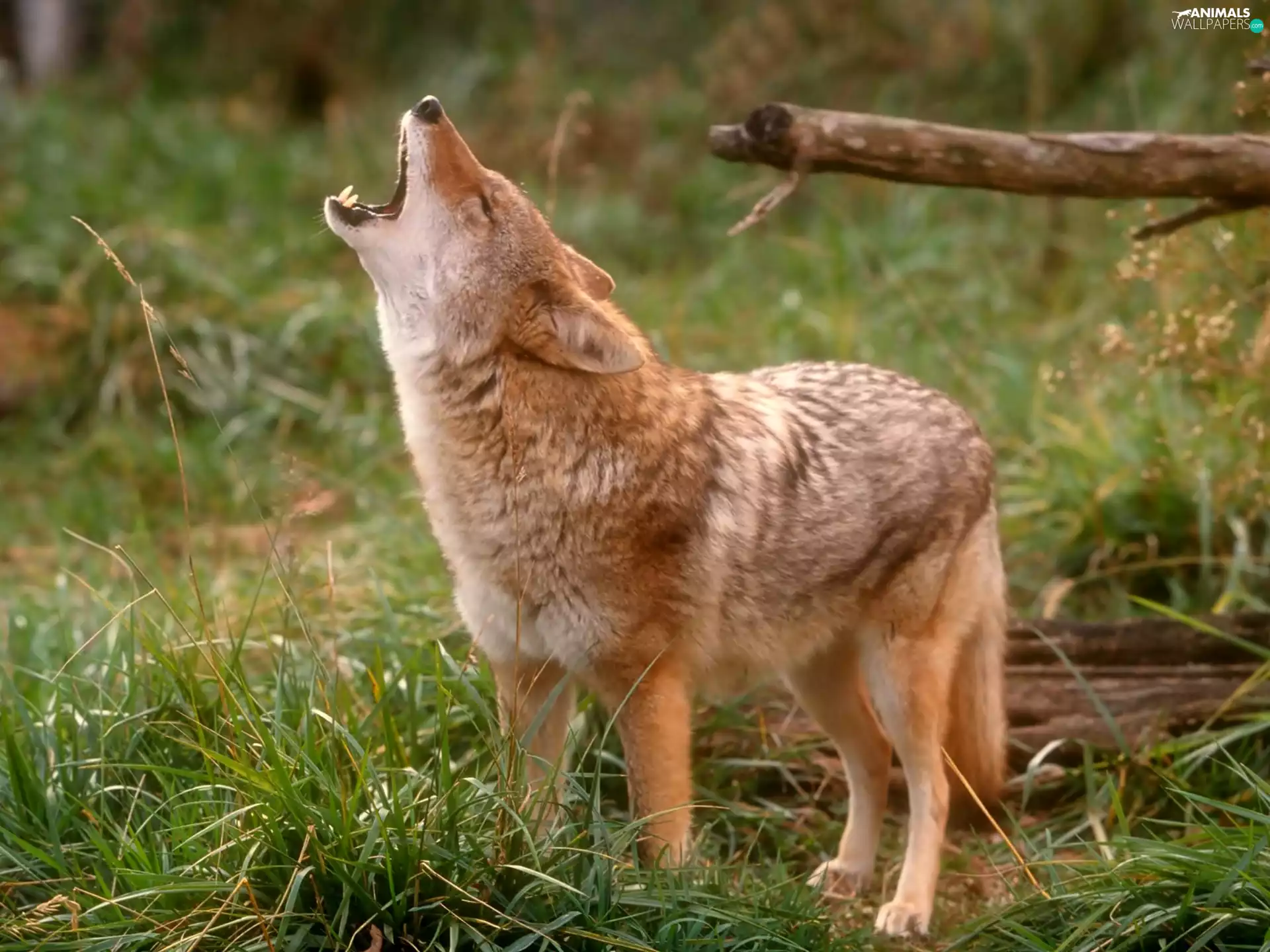 howling, Wolf