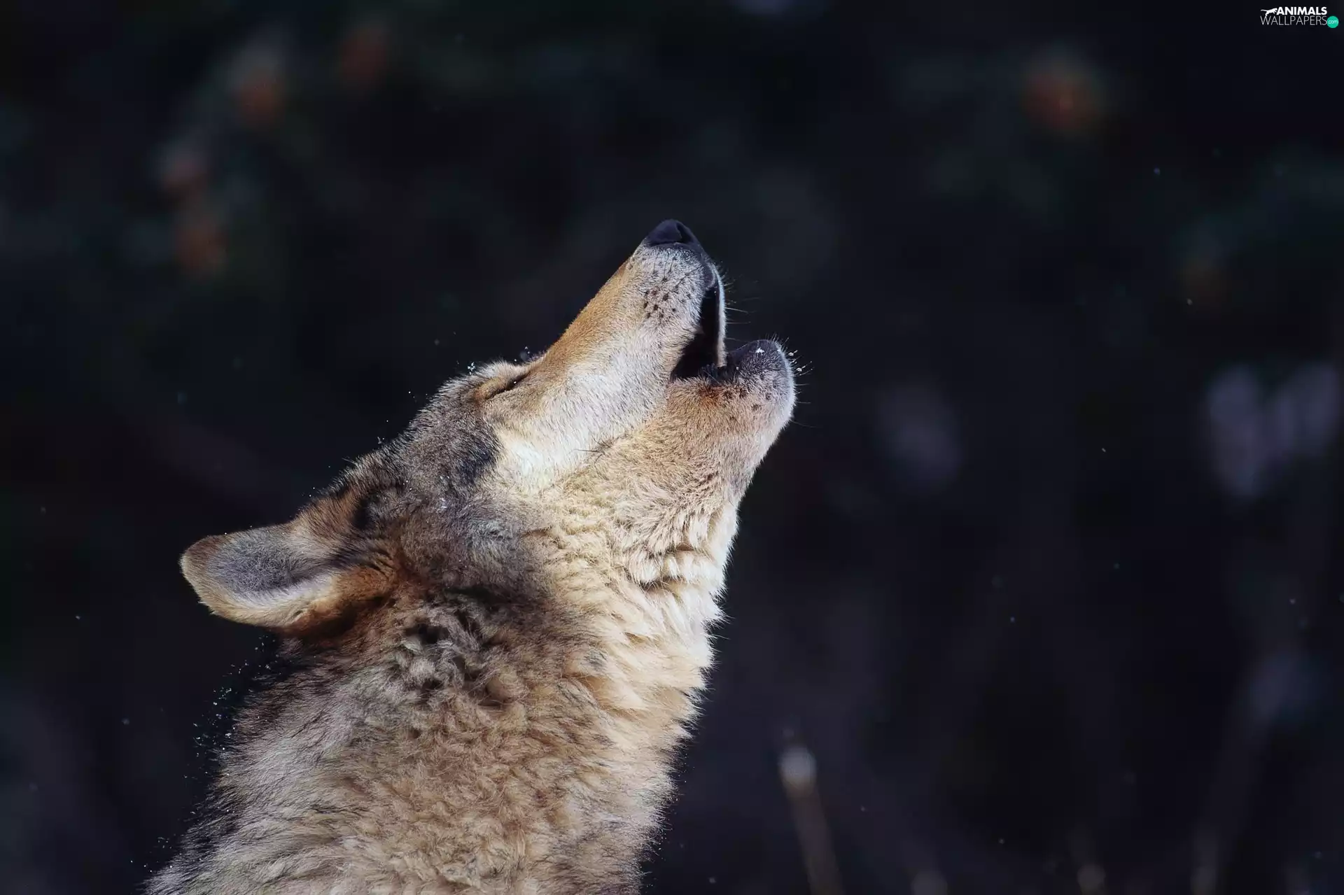 howling, Wolf