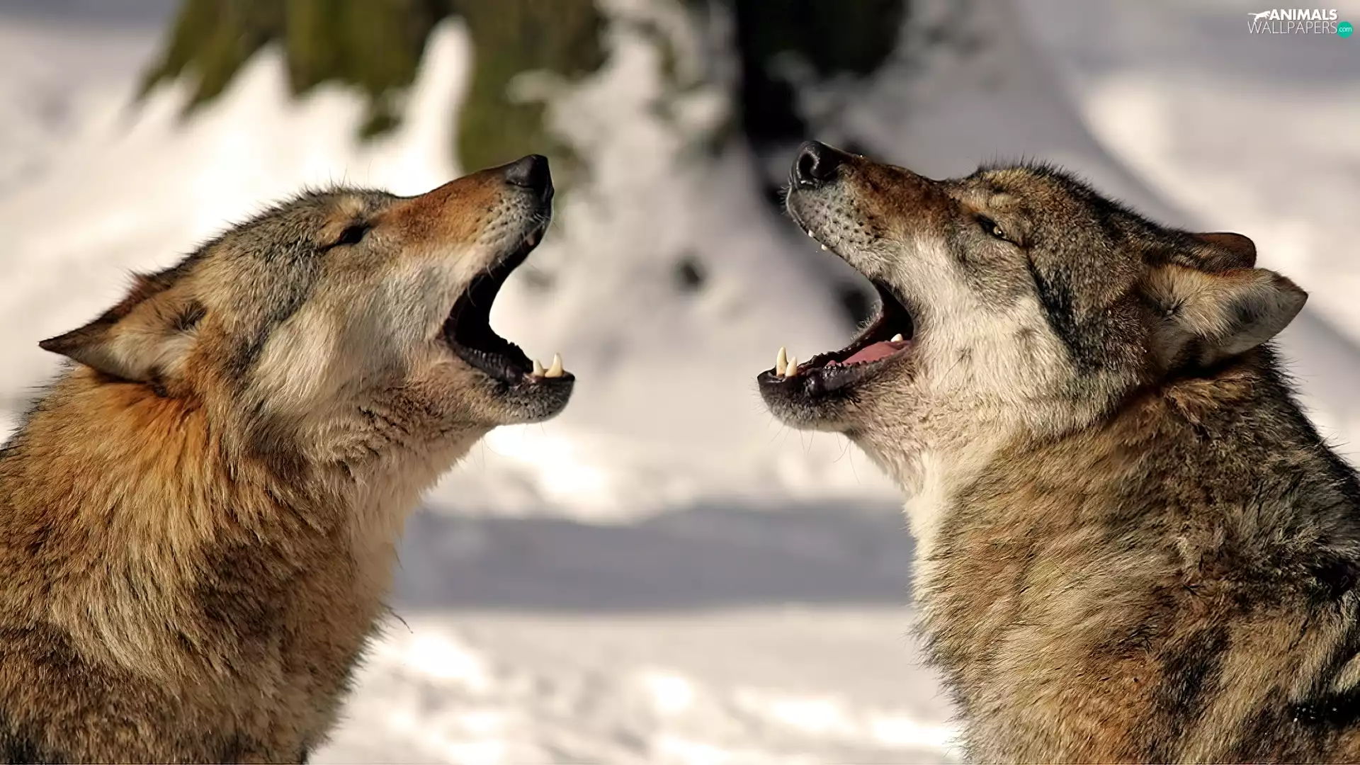 wolves, Two cars, Howling