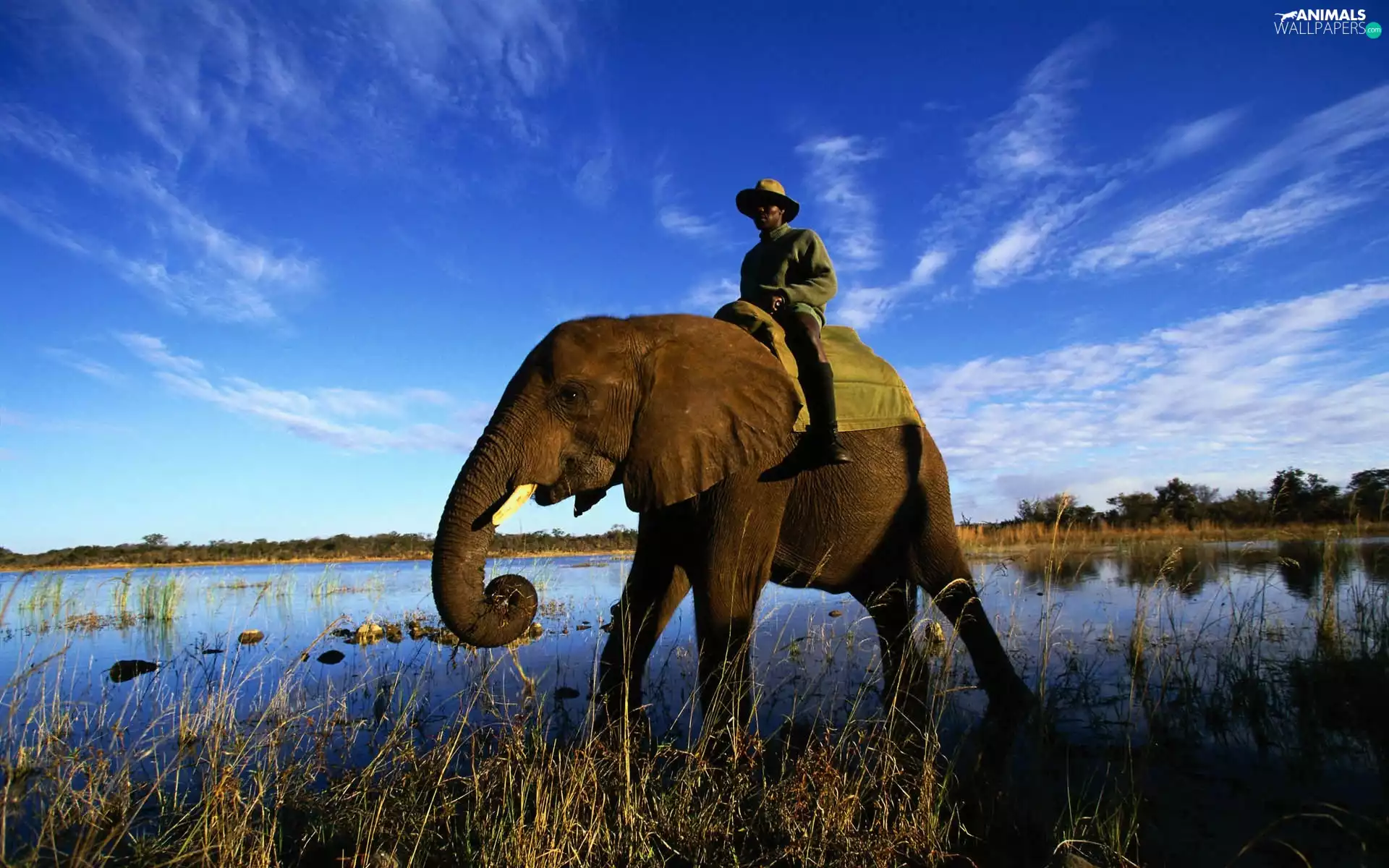 Human, Elephant, water