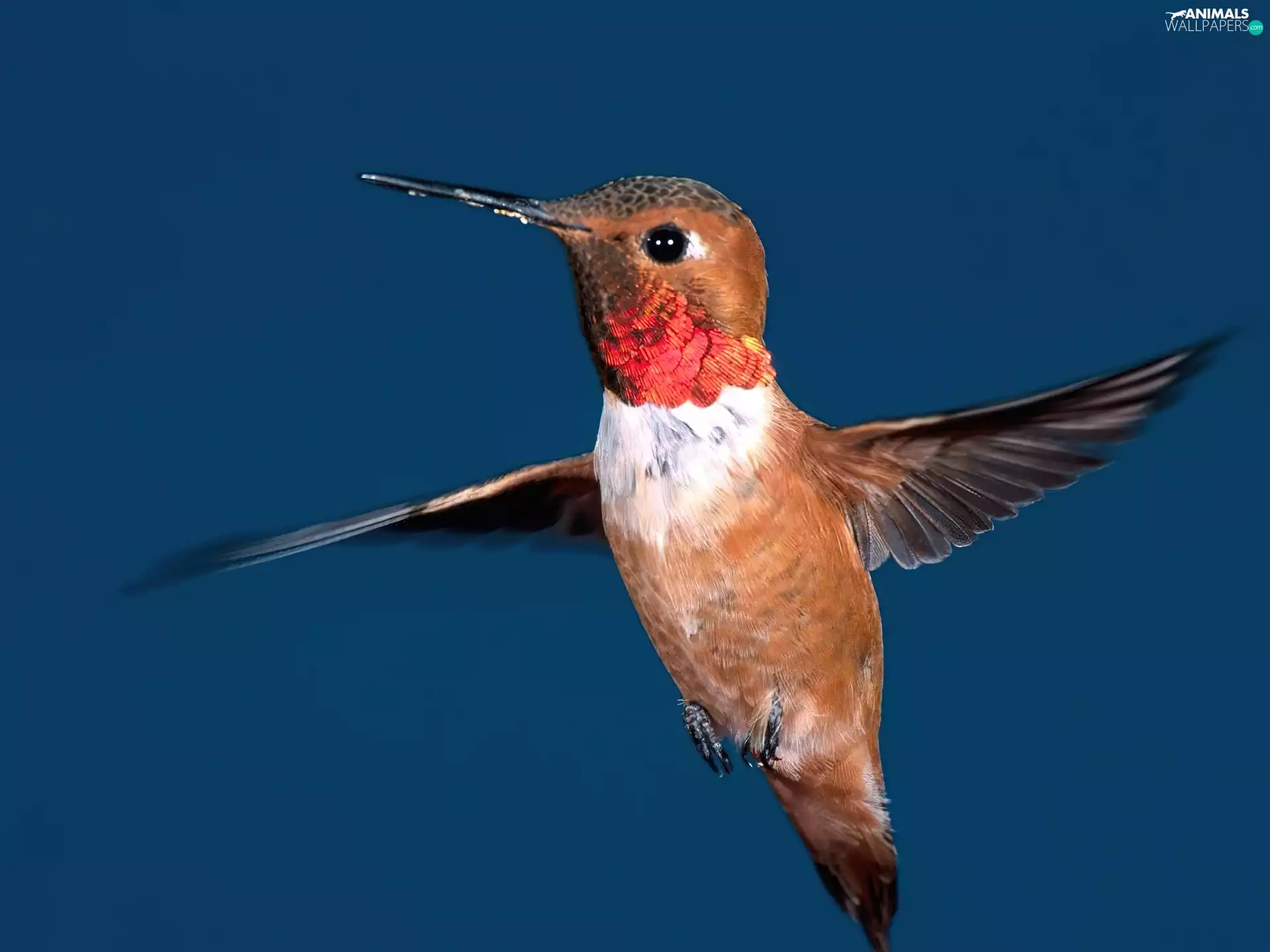 humming-bird