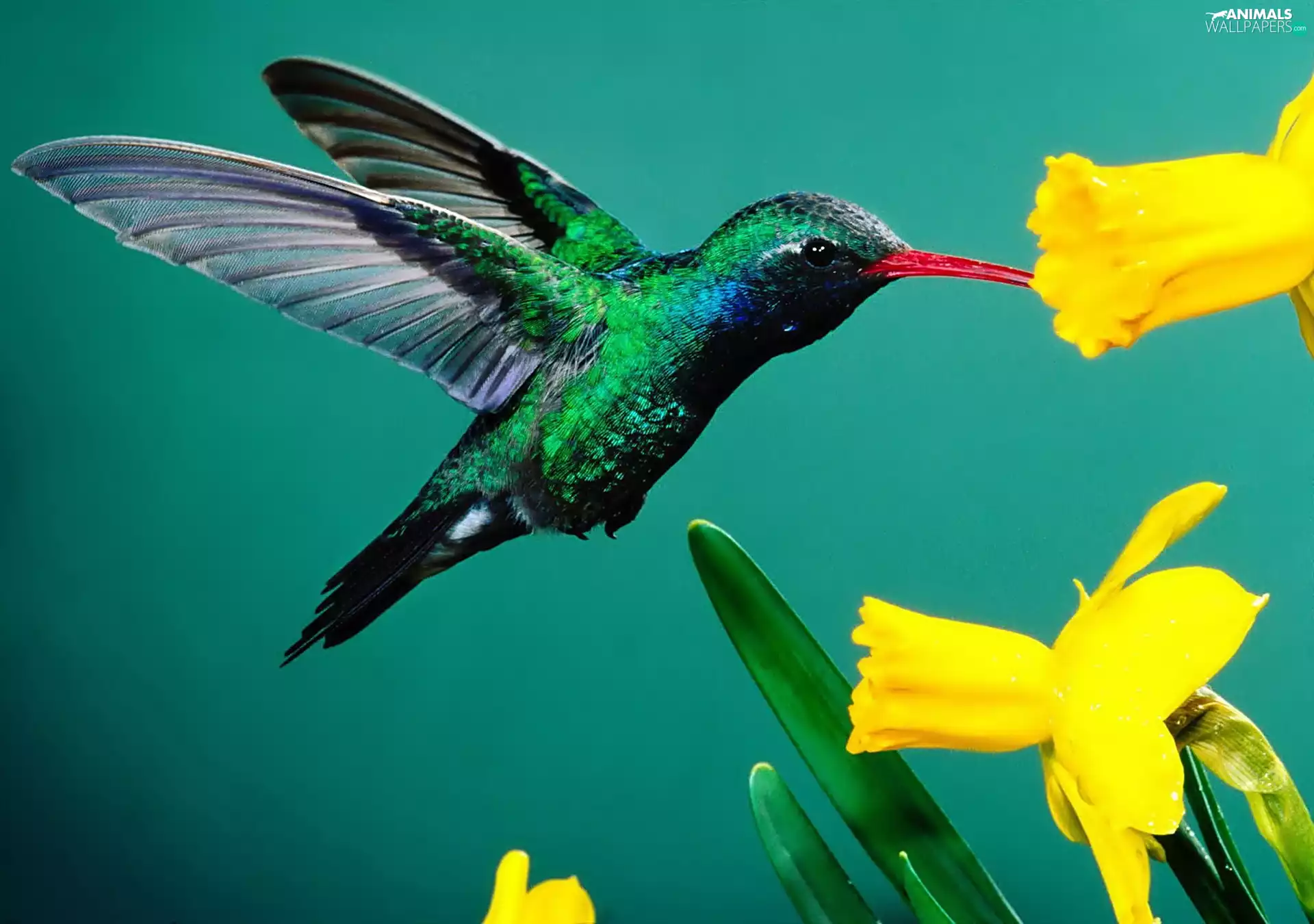 humming-bird, Daffodils