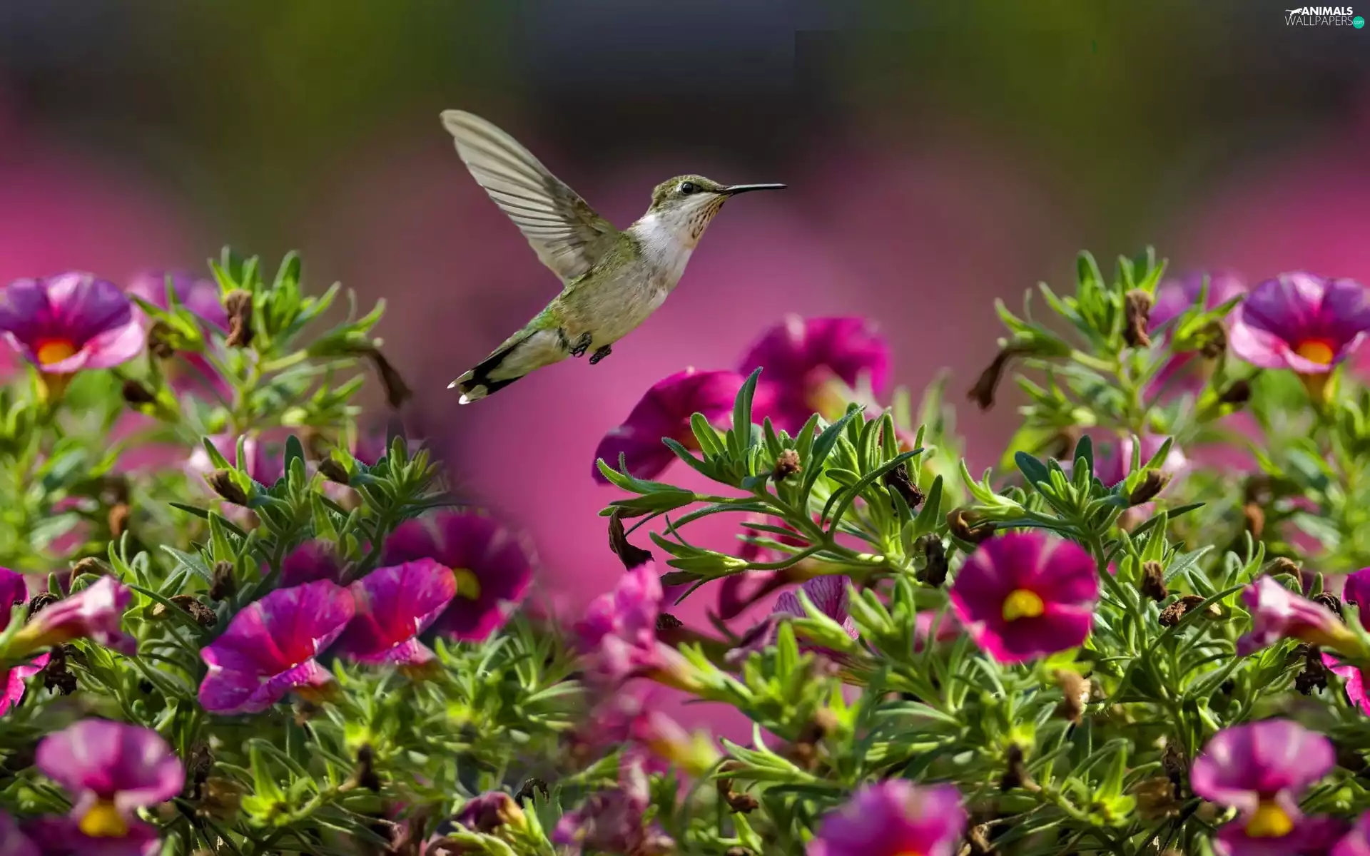 humming-bird, Flowers