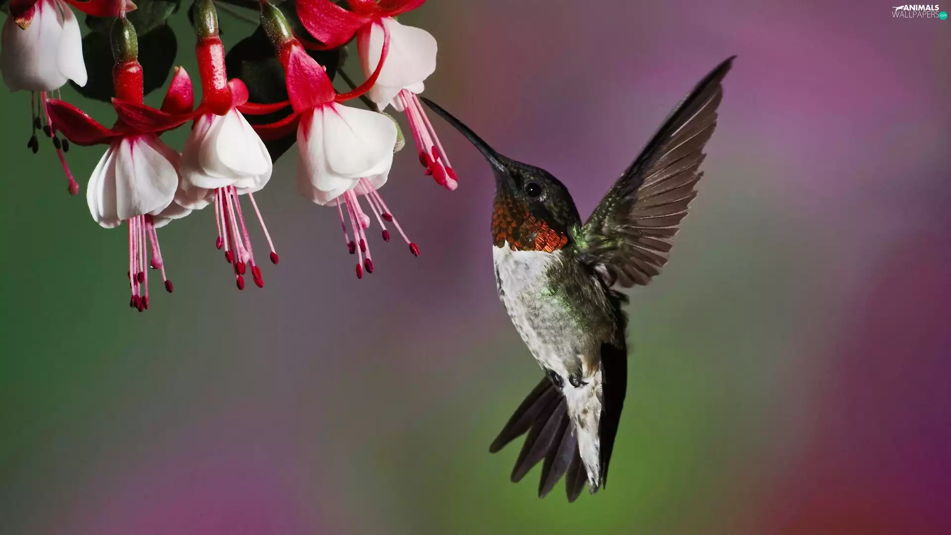 humming-bird, Flowers
