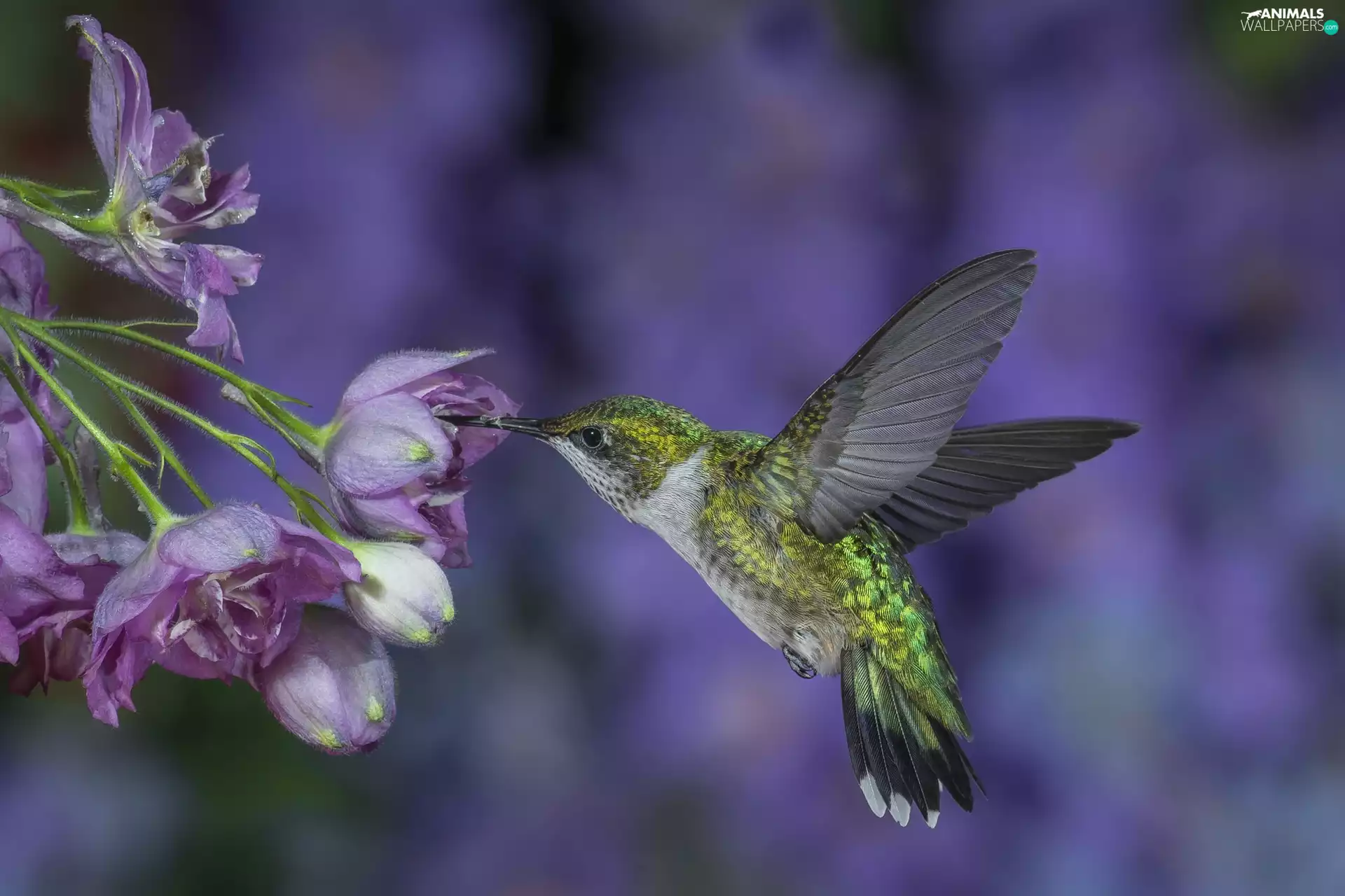 Hummingbird, Flowers