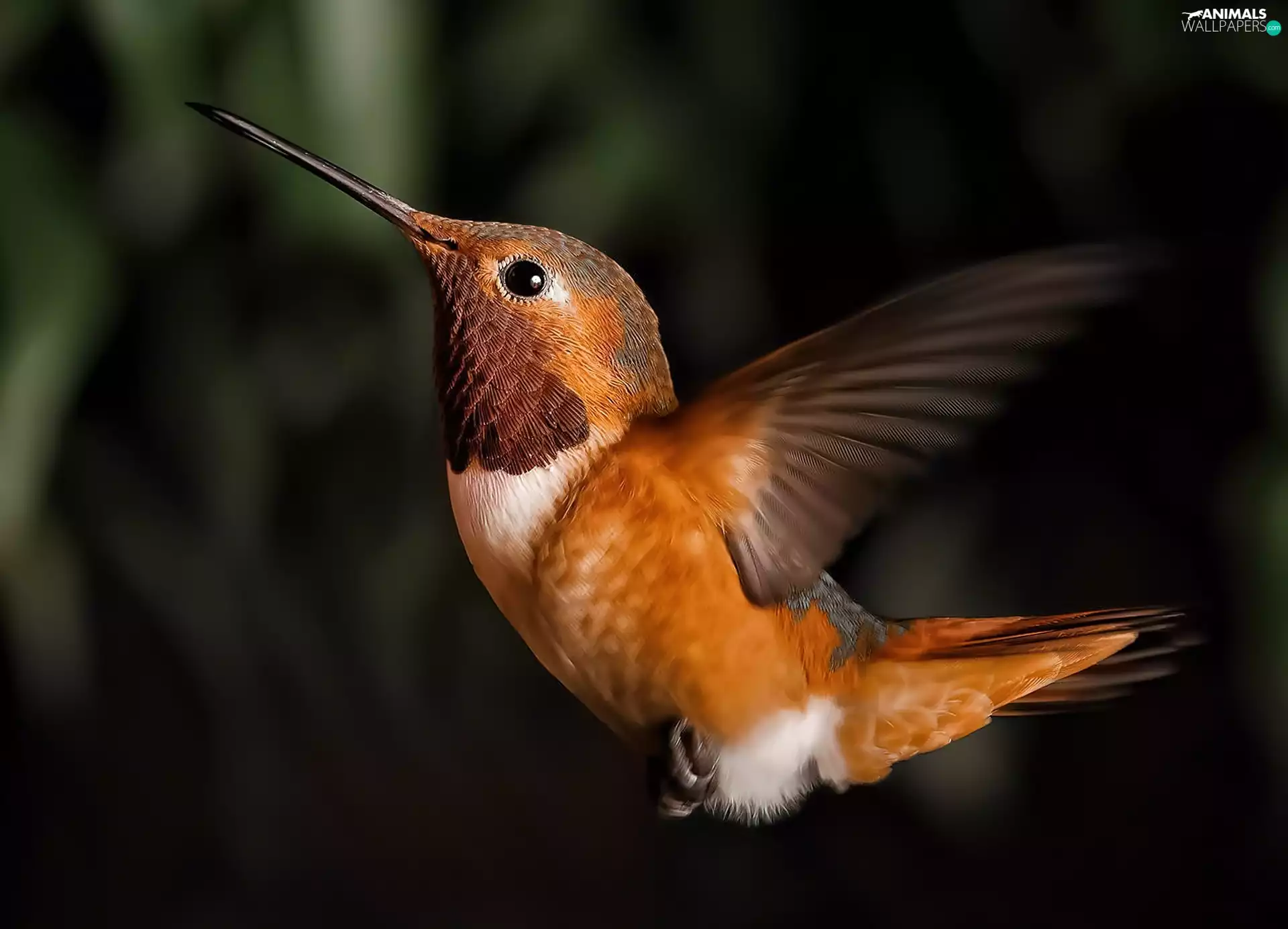 humming-bird, Rufous Hummingbird