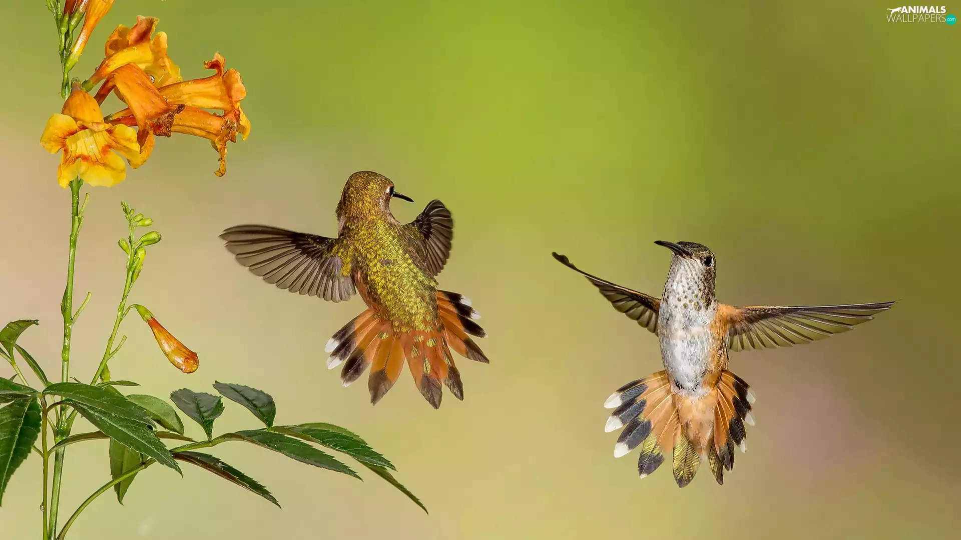Flowers, Two cars, hummingbirds