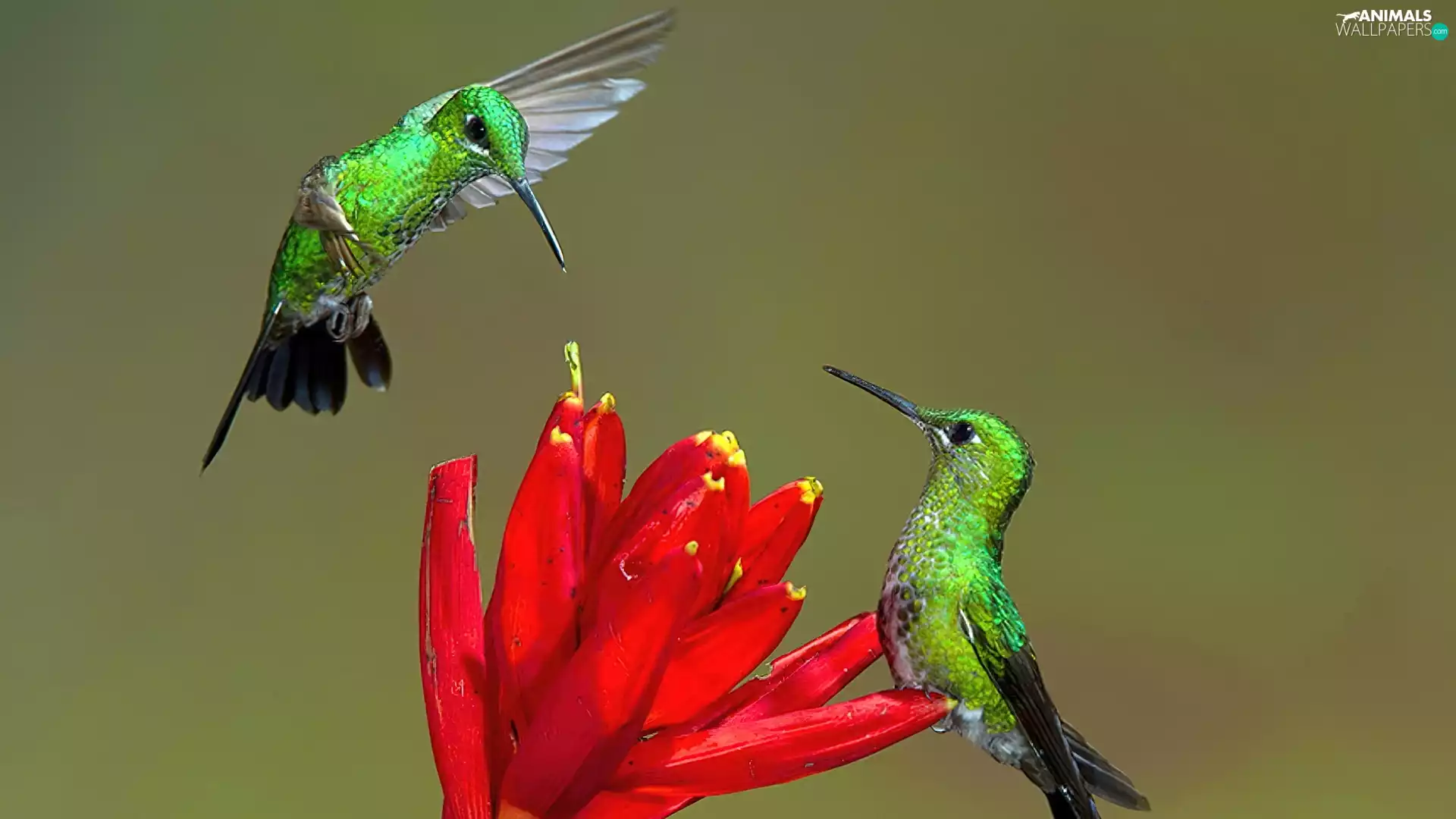 hummingbirds, Colourfull Flowers